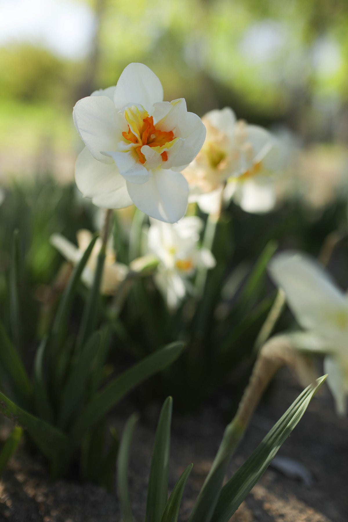 Narcissus Flower Drift