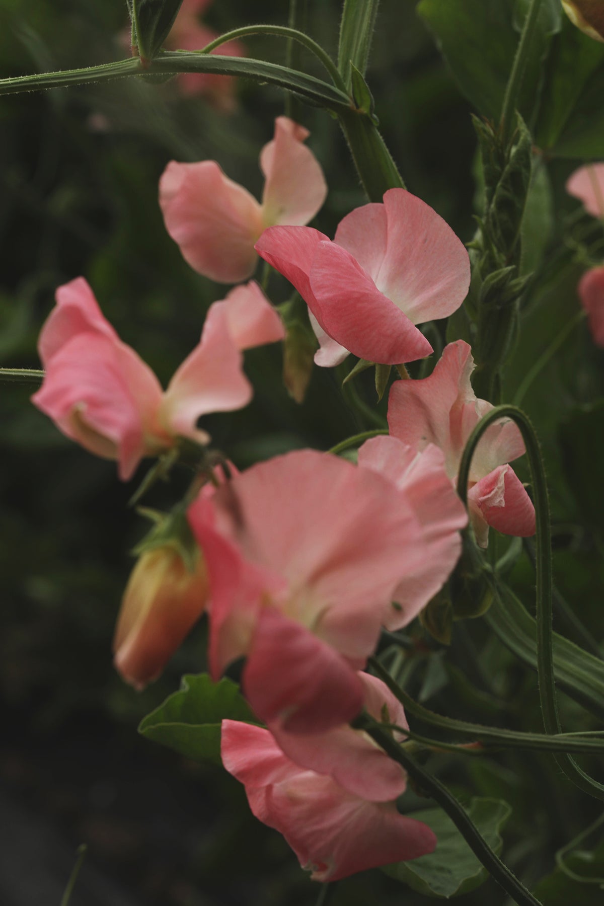 Sweet Pea Marjorie Carrier