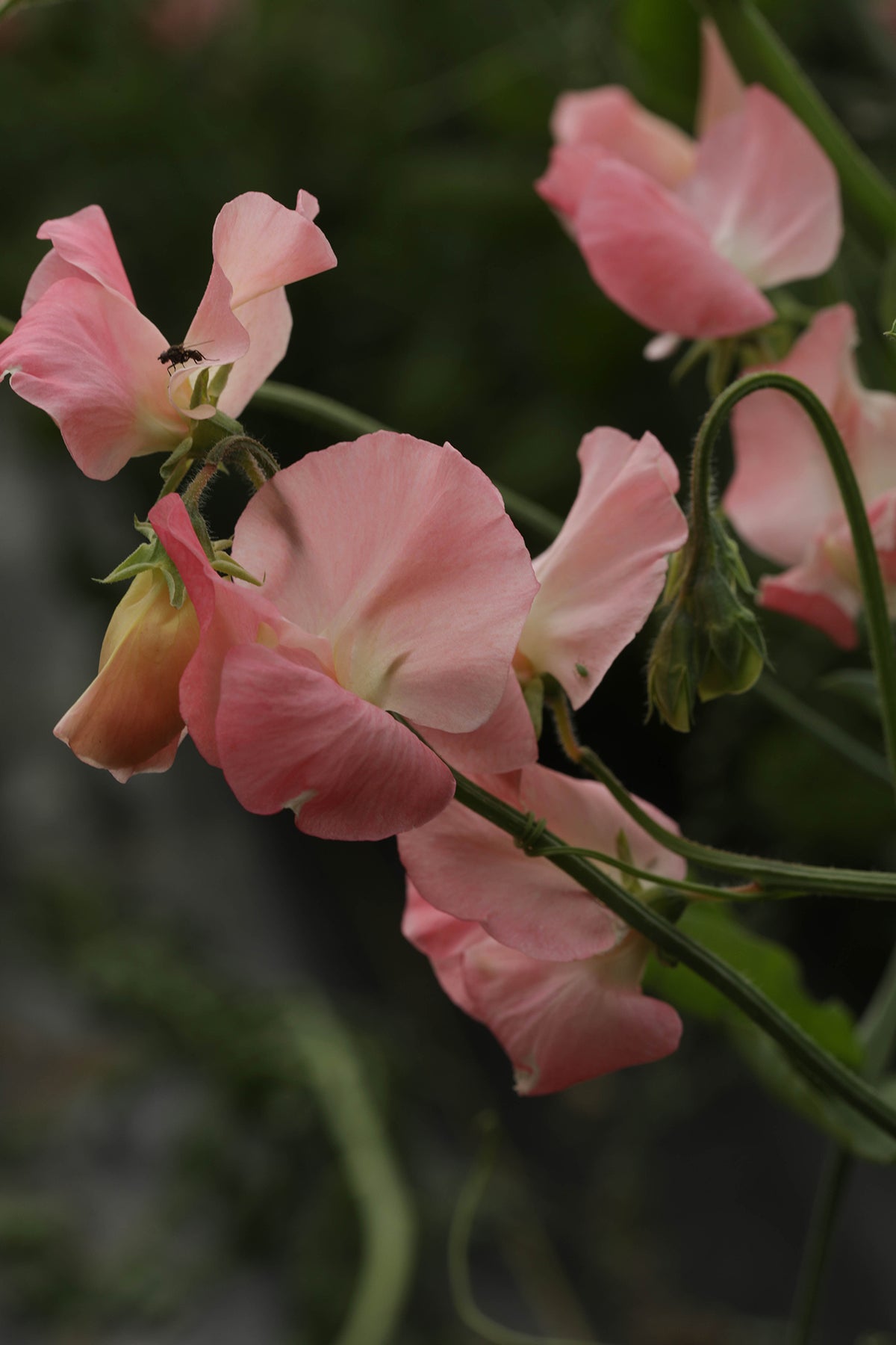 Sweet Pea Marjorie Carrier