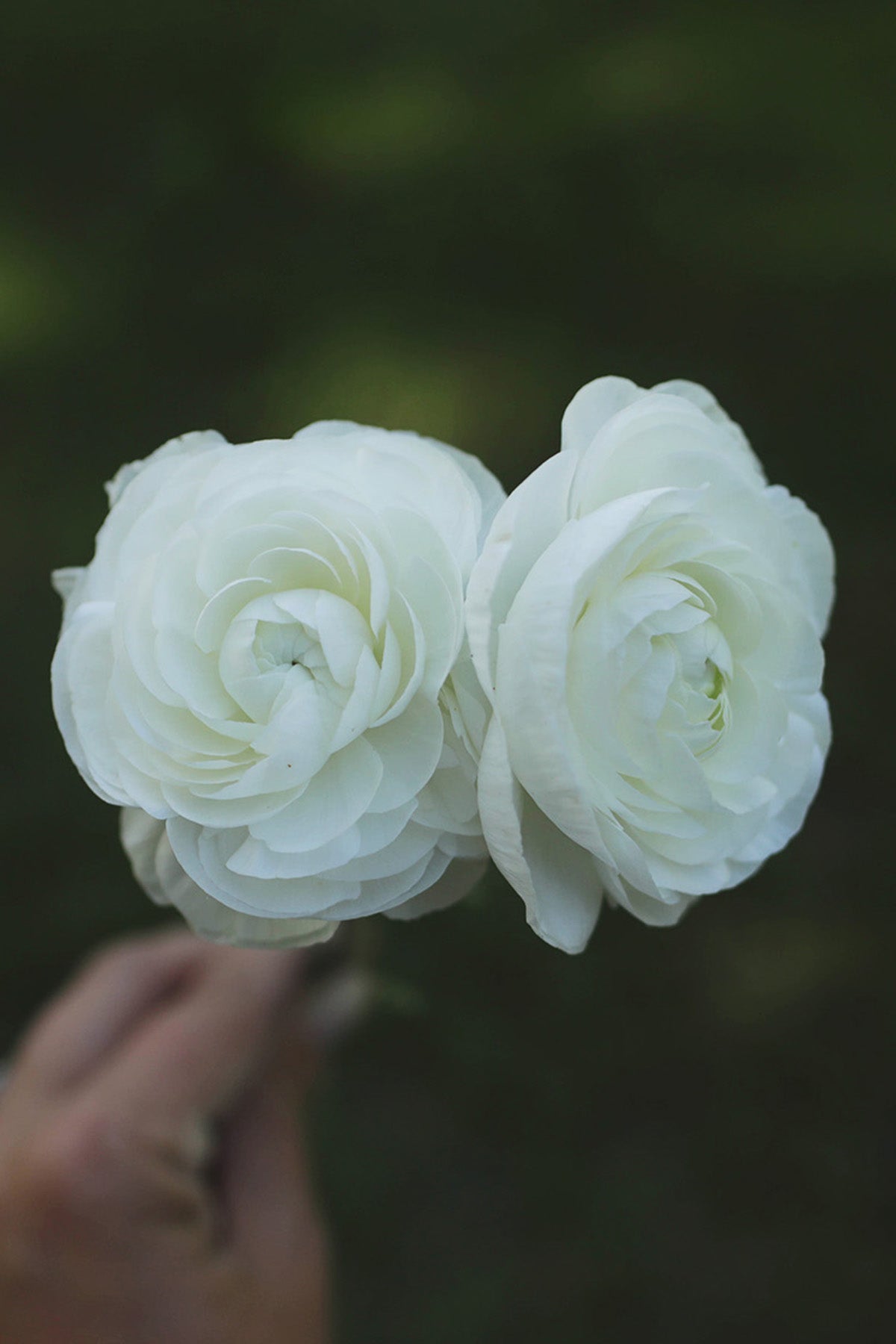 Ranunculus White