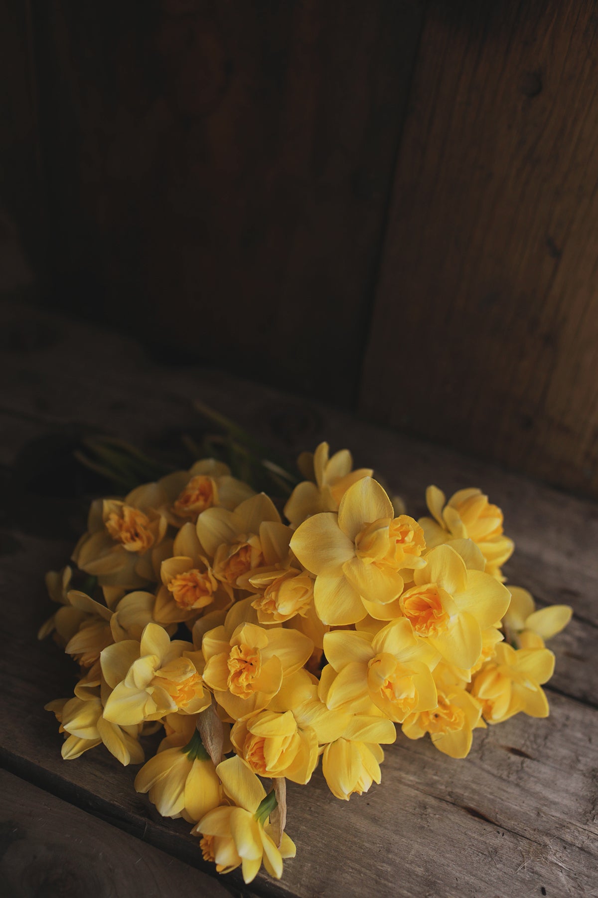 Narcissus Orange Juice