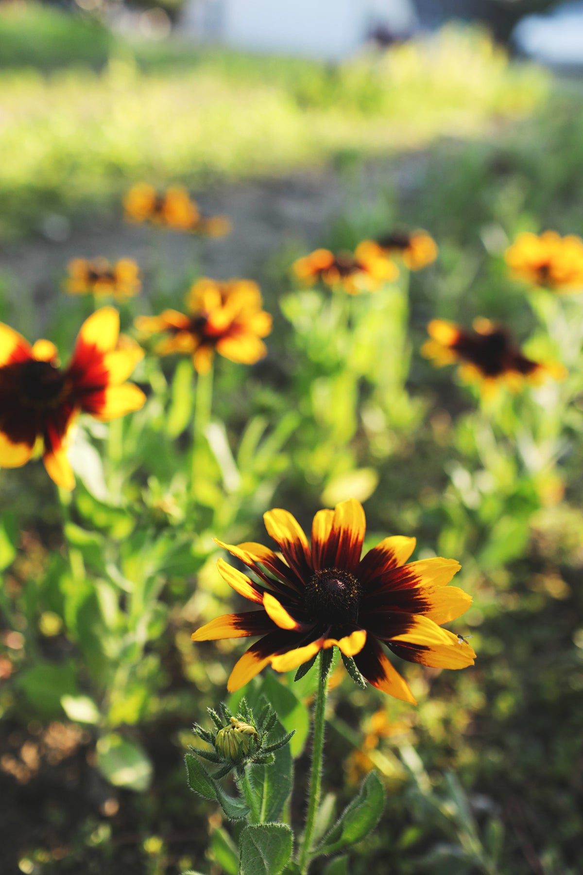 Black Eyed Susan Denver Daisy