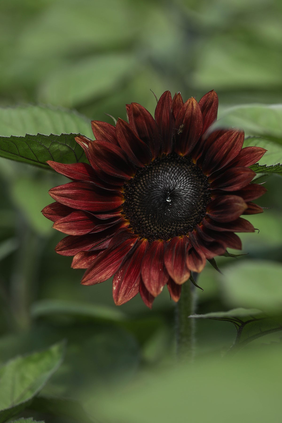 Sunflower PropCut Red
