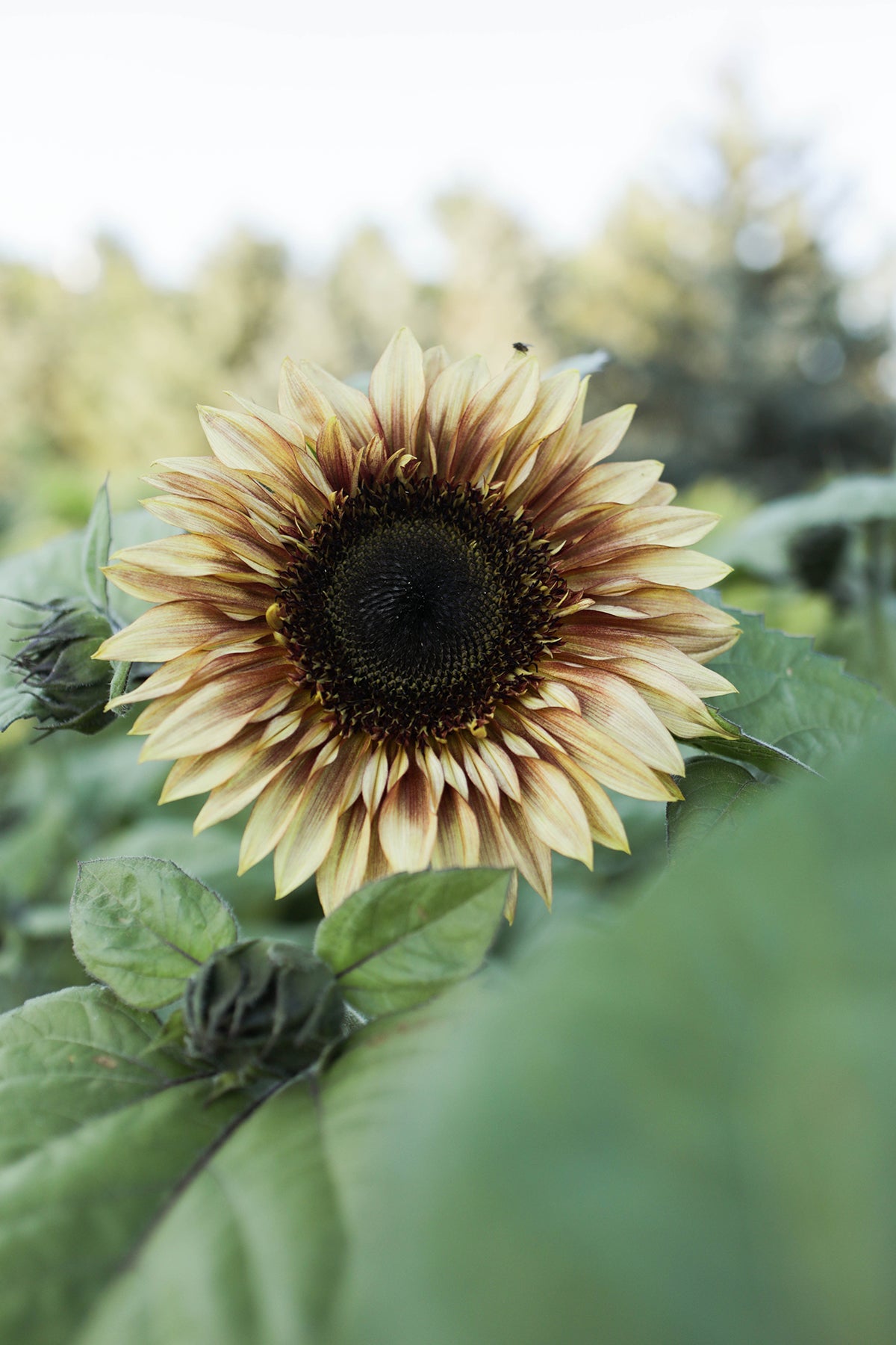 Sunflower ProCut Plum