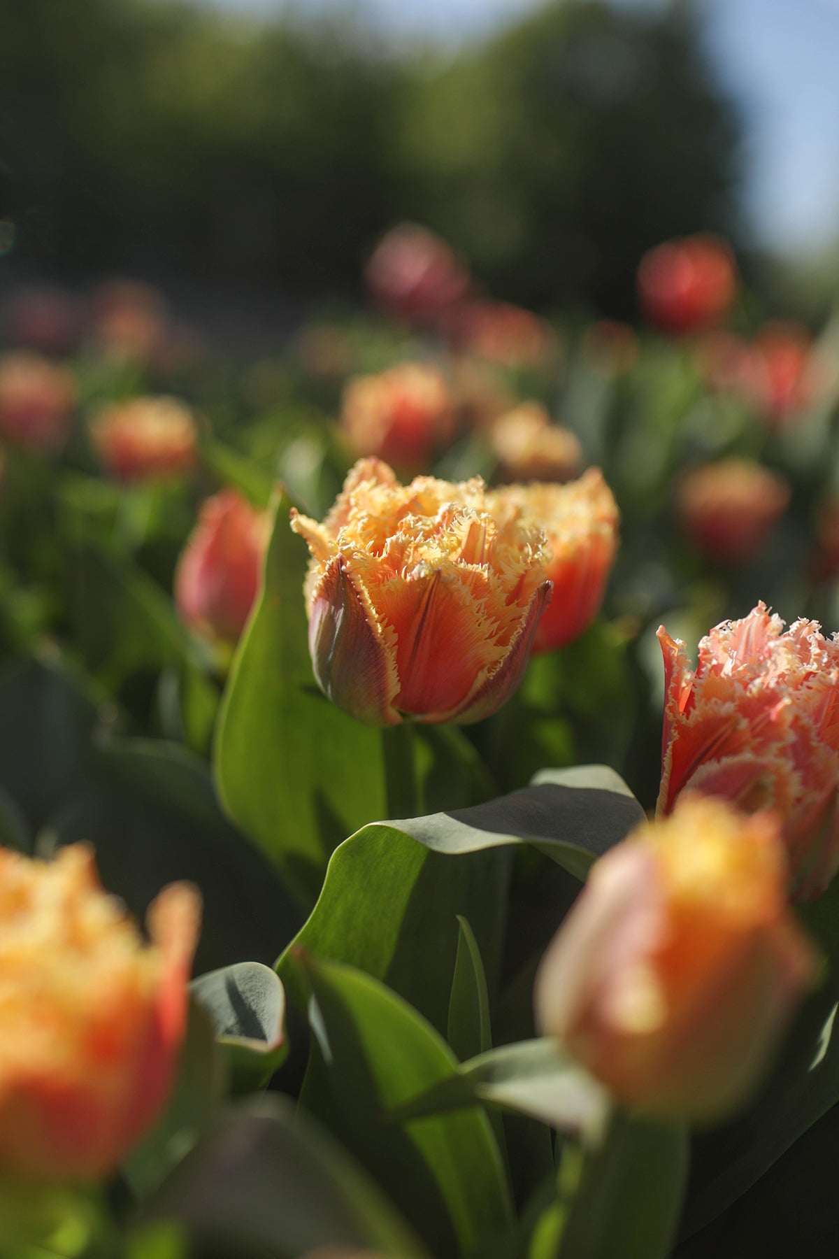 Tulip Esprit