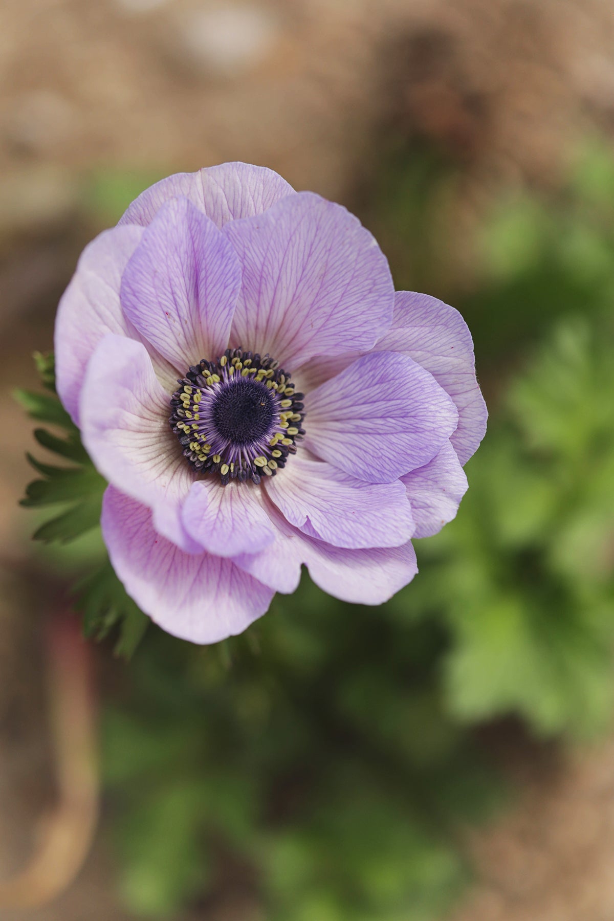 Anemone Pastel Mix Canada