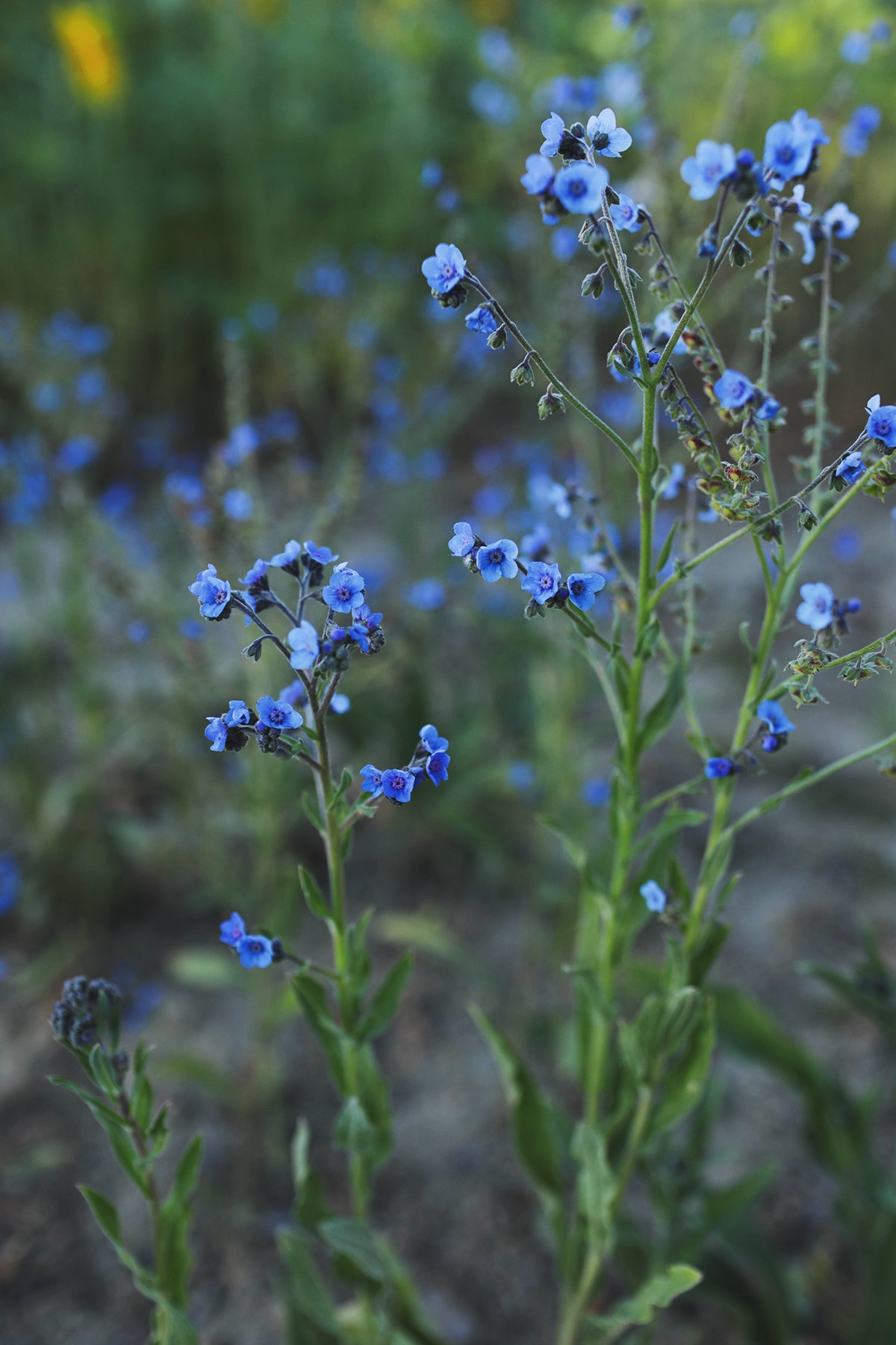 Chinese Forget-Me-Not Blue Showers