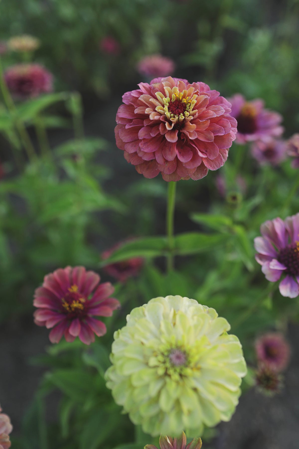 Zinnia Queeny Red Lime - Whistling Prairie Flowers