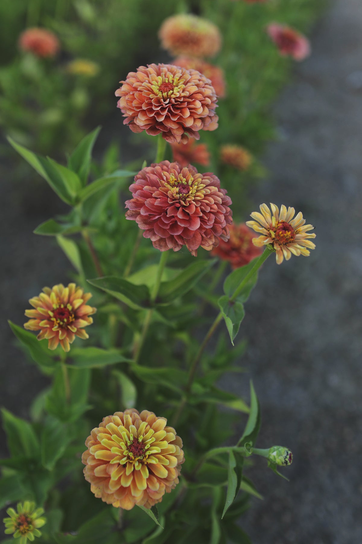 Zinnia Queeny Red Lime - Whistling Prairie Flowers