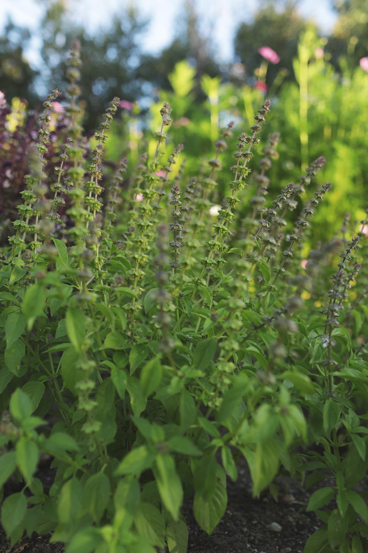 Basil Mrs. Burns Lemon Canada