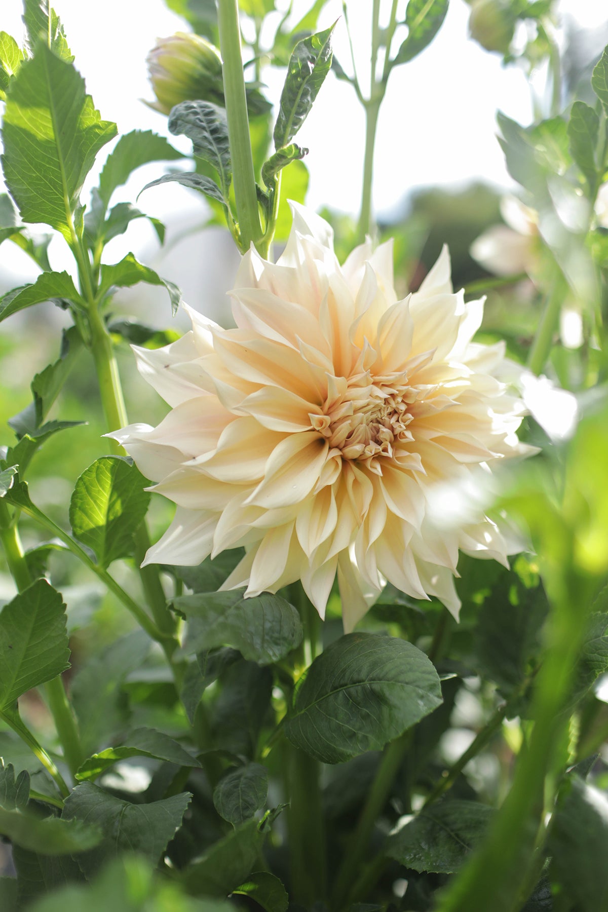 Dahlia Cafe Au Lait Whistling Prairie Flowers Canada Dahlia Tubers