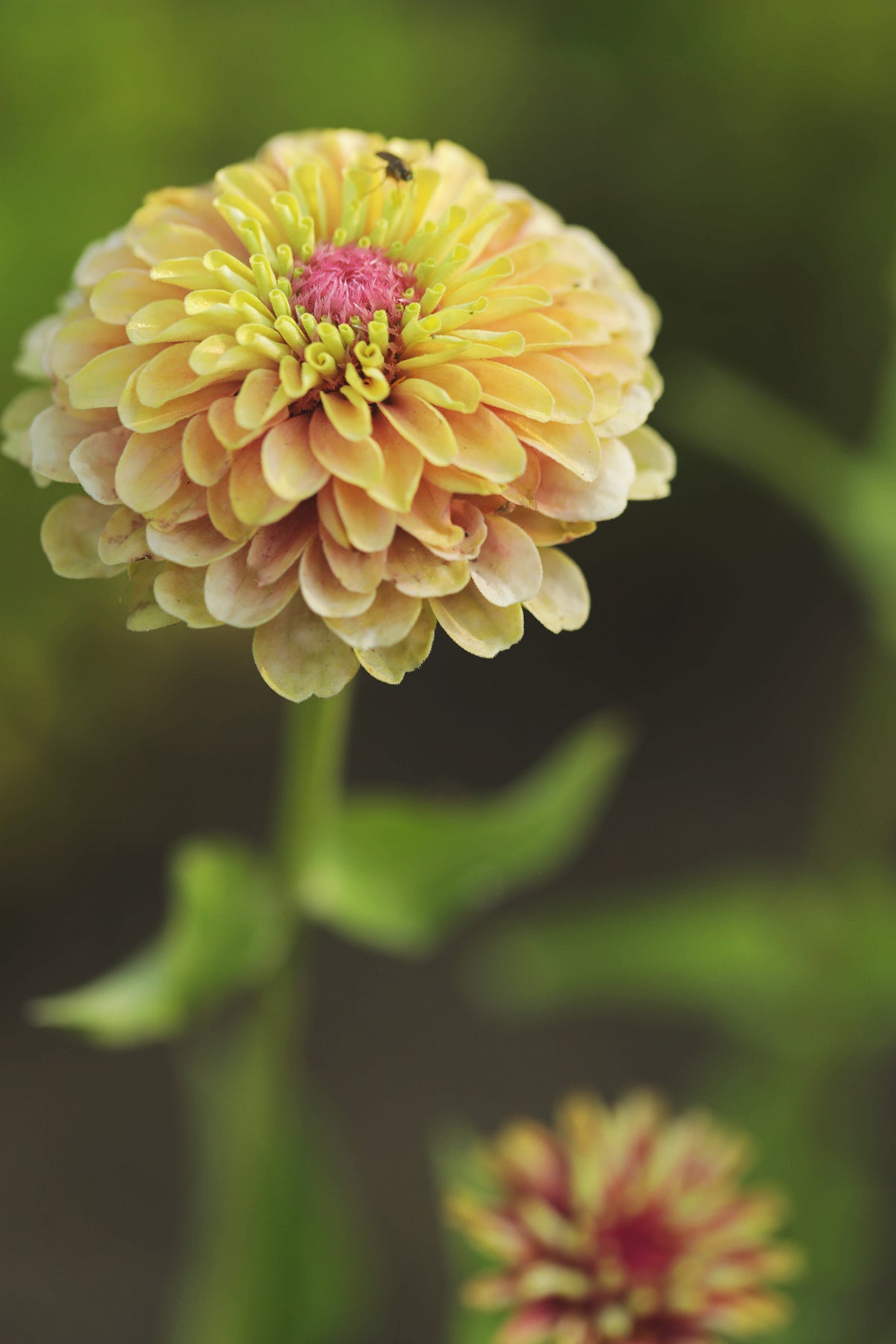 Zinnia Queeny Lime Blush