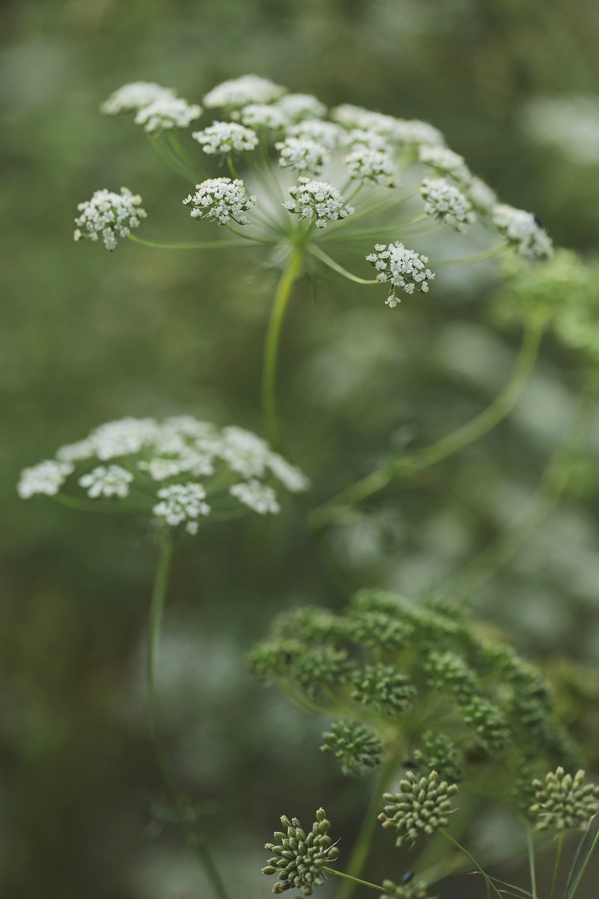 Queen Anne&#39;s Lace Queen of Africa