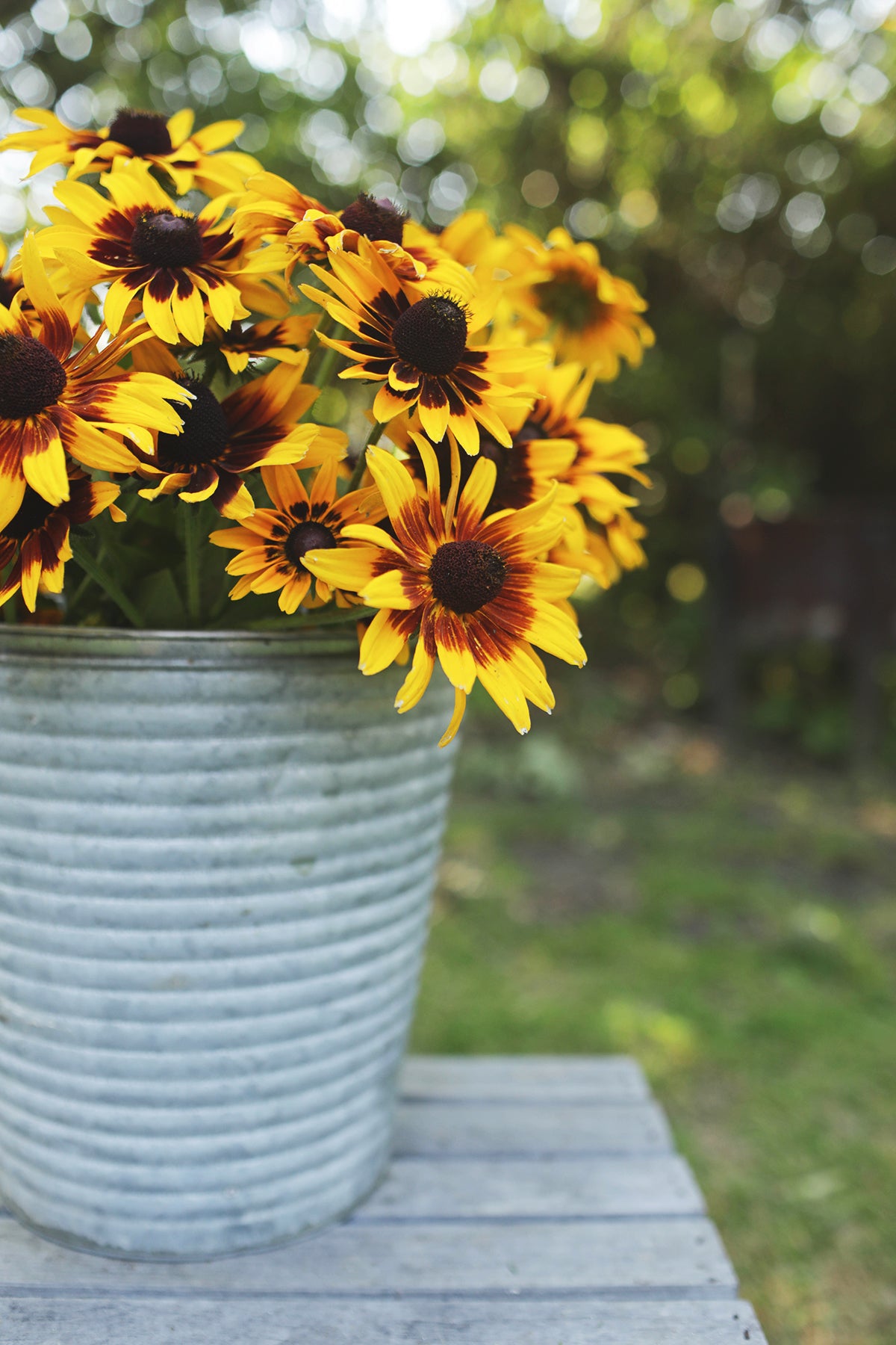 Black Eyed Susan Denver Daisy