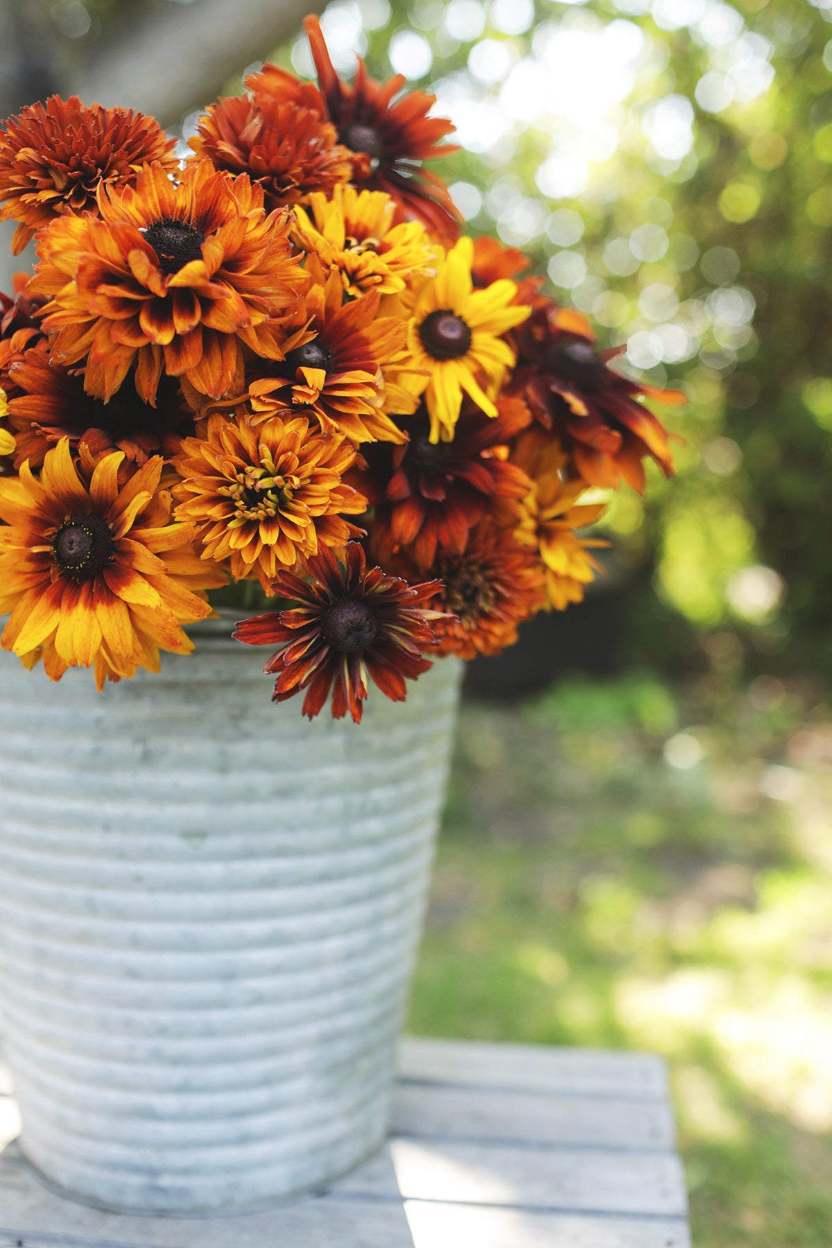 Black Eyed Susan Cherokee Sunset