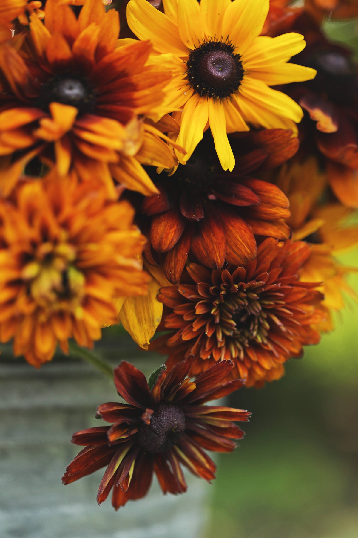 Black Eyed Susan Cherokee Sunset