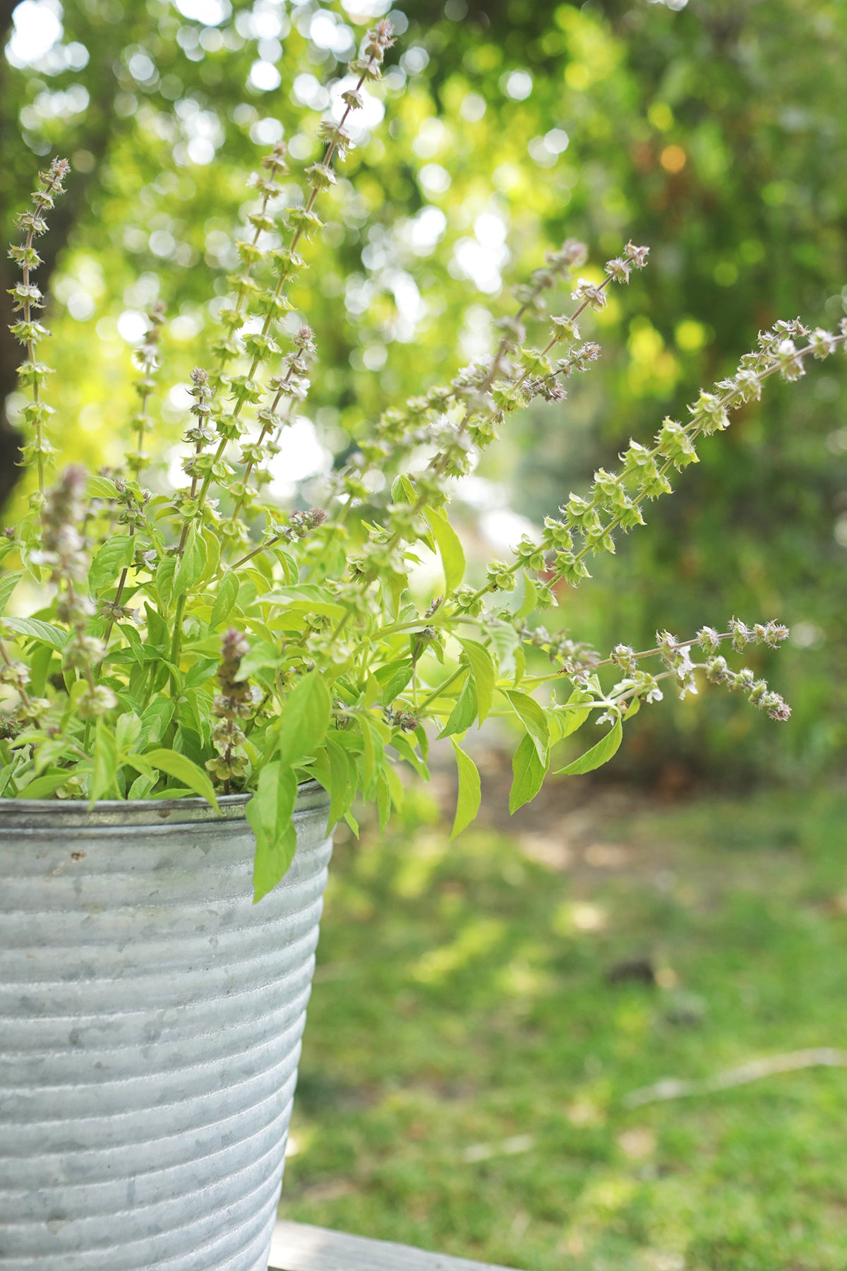 Basil Mrs. Burns Lemon Canada