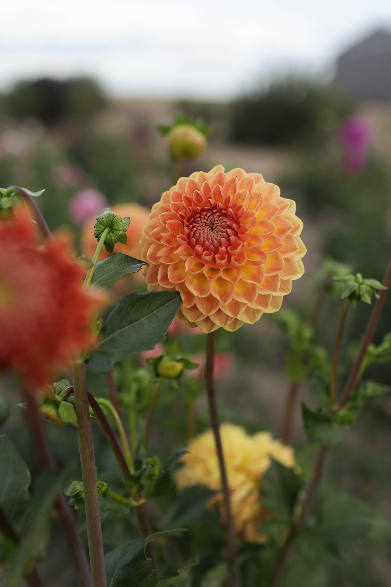 Dahlia Blyton Softer Gleam Whistling Prairie Flowers Canada Dahlia Tubers