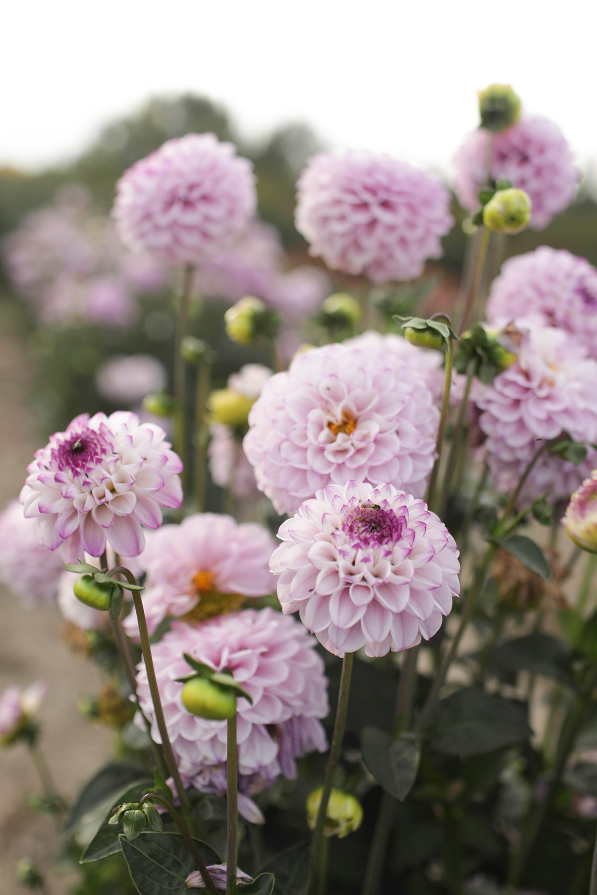 Dahlia GEnova Whistling Prairie Flowers Canada Dahlia Tubers