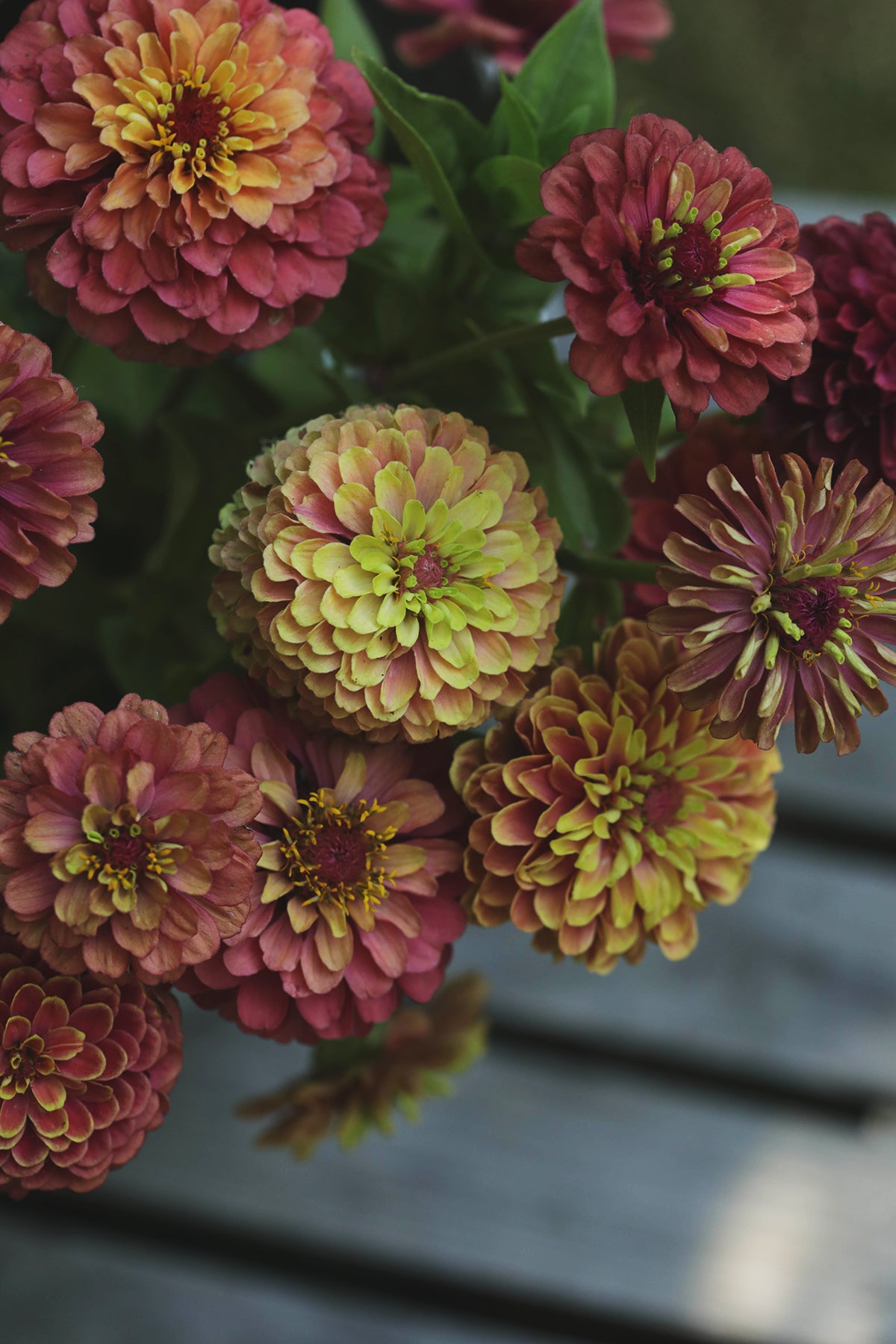 Zinnia Queeny Red Lime - Whistling Prairie Flowers