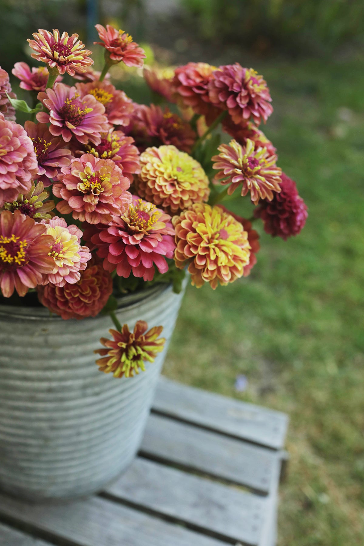 Zinnia Queeny Red Lime - Whistling Prairie Flowers