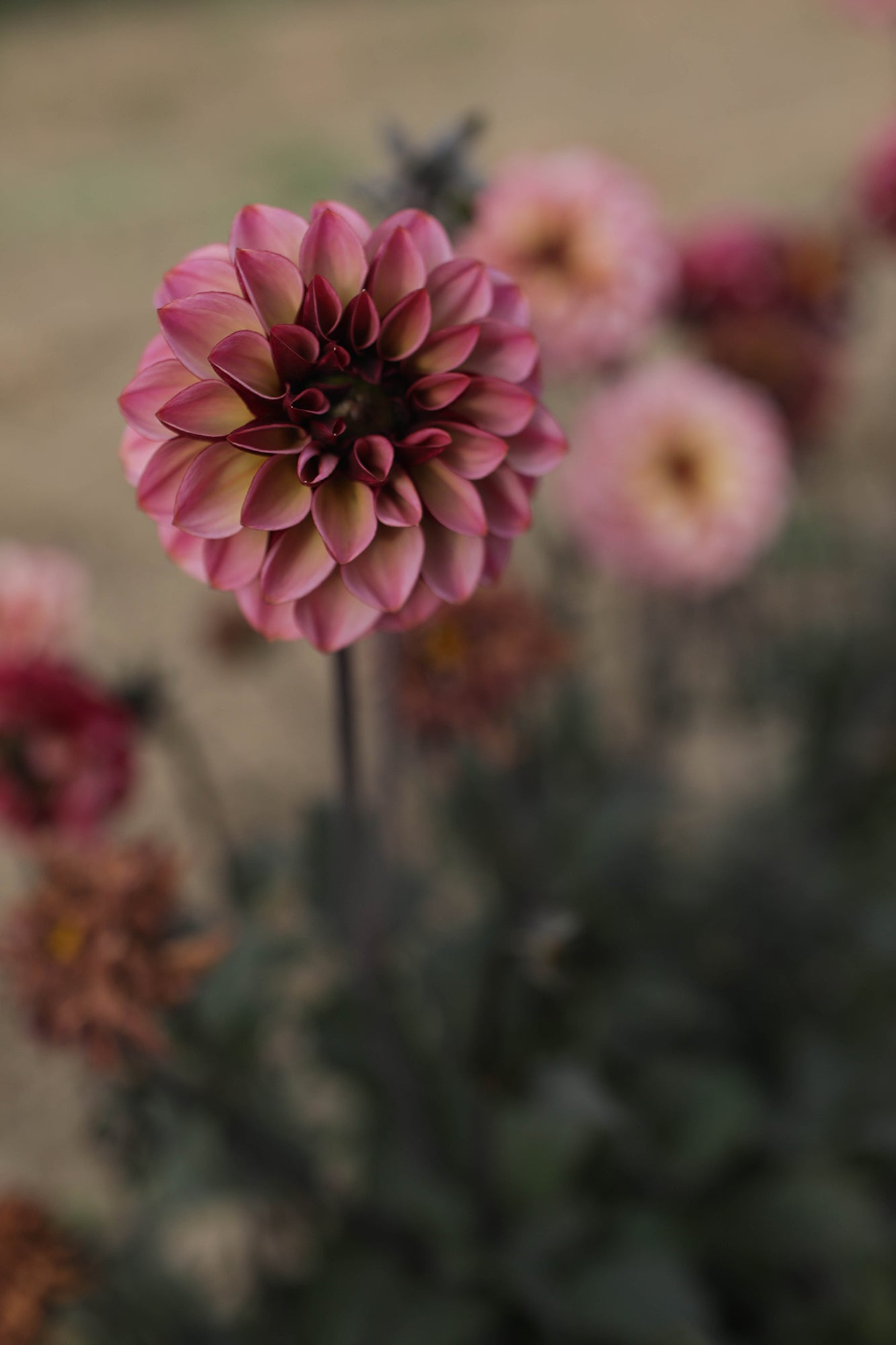 Dahlia Seniors Hope Whistling Prairie Flowers Canada Dahlia Tubers