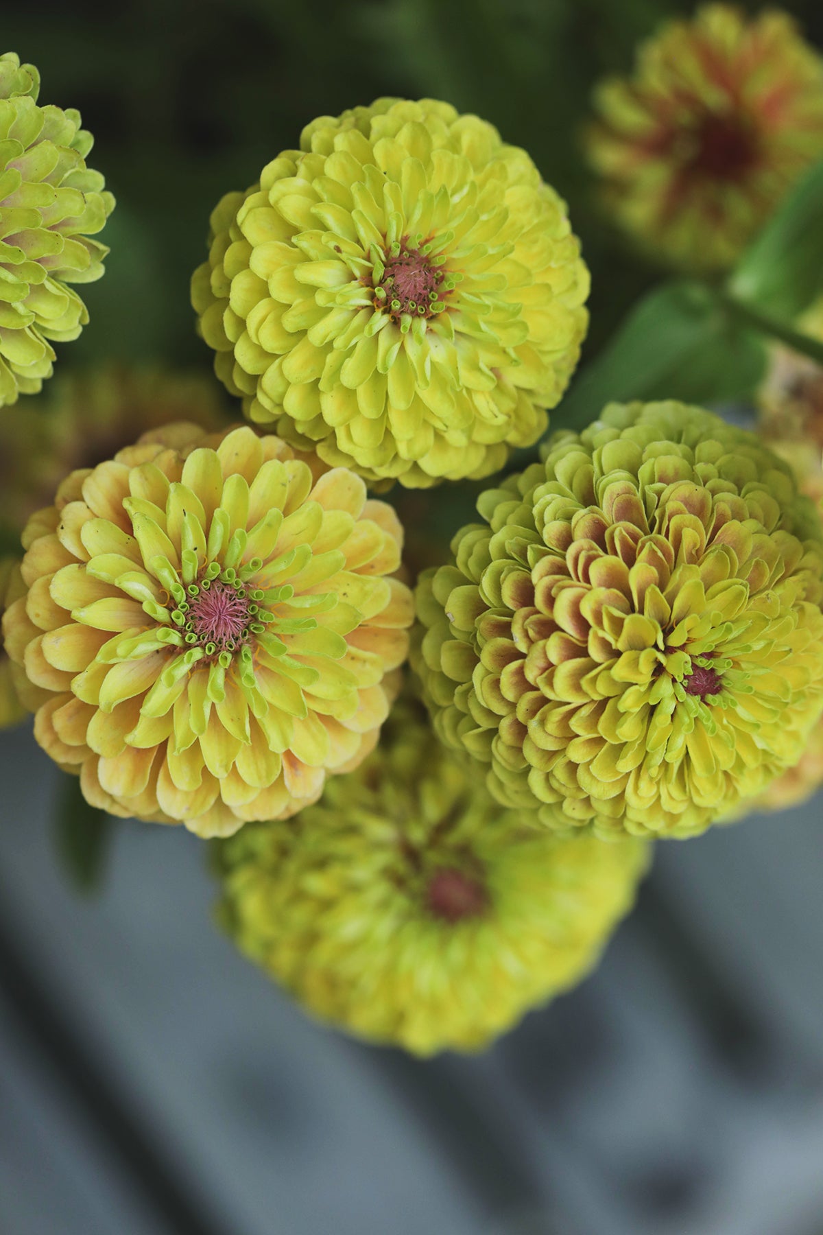 Zinnia Queeny Lime Blush