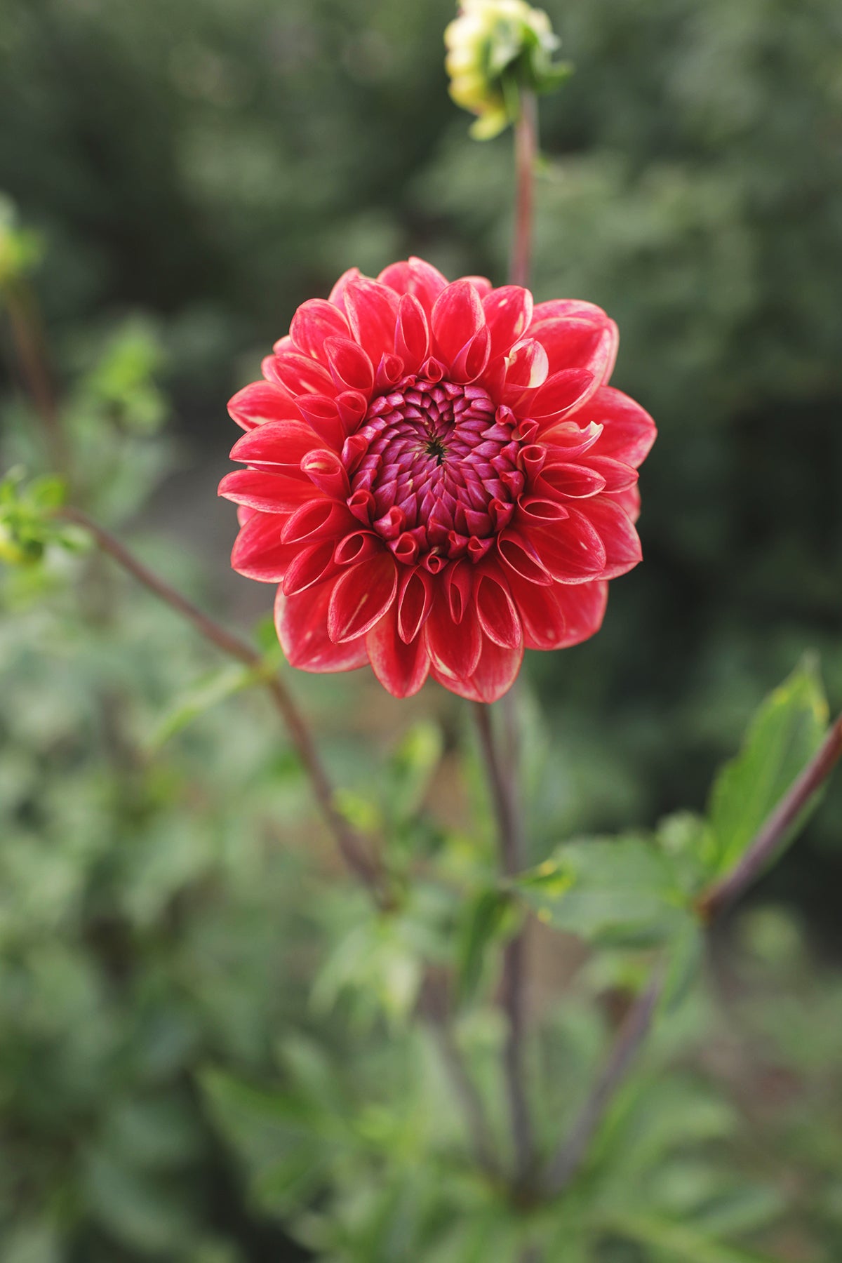 Dahlia All That Jazz