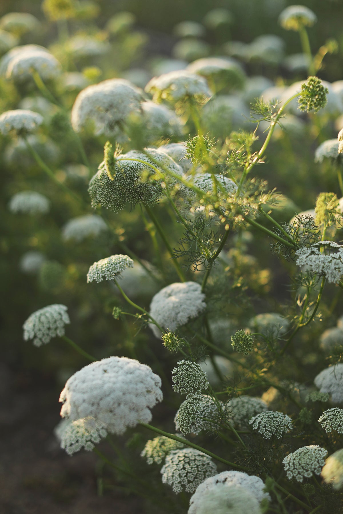Queen Anne&#39;s Lace Green Mist