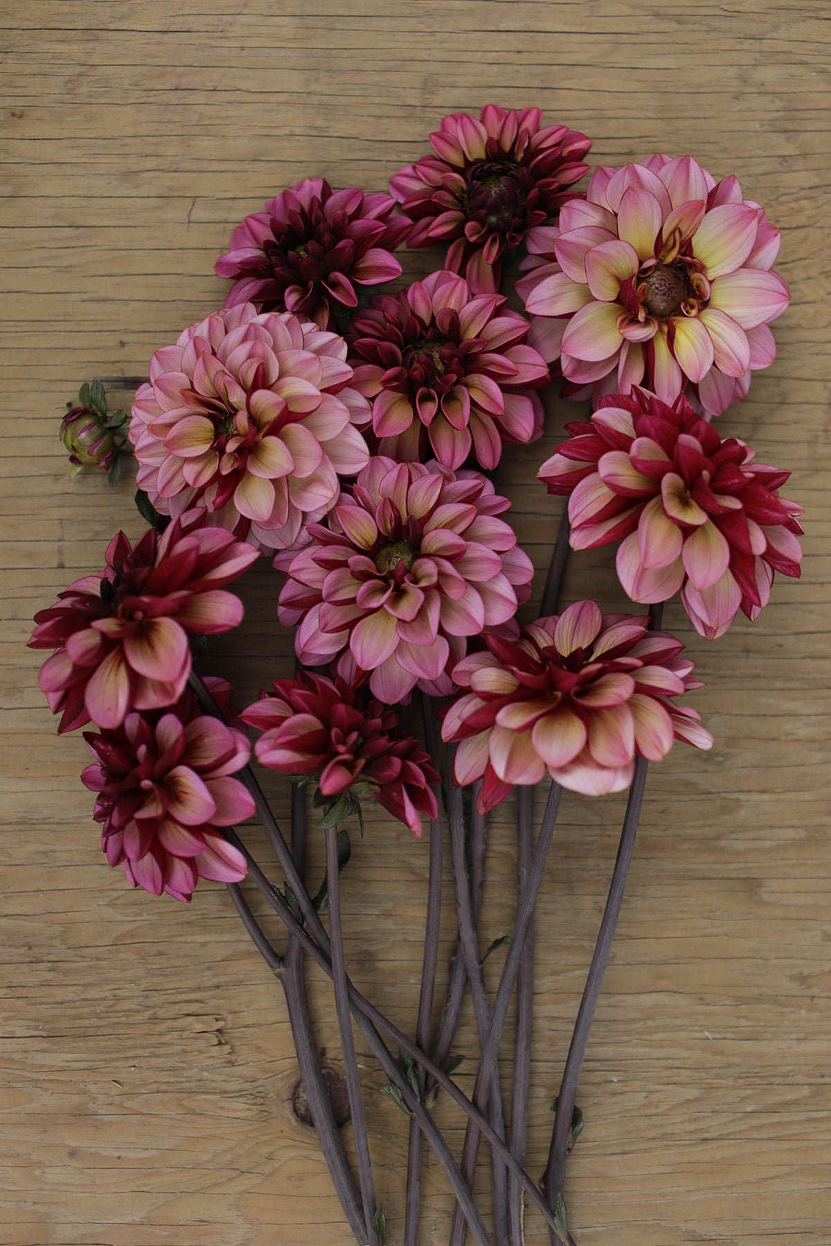 Dahlia Seniors Hope Whistling Prairie Flowers Canada Dahlia Tubers