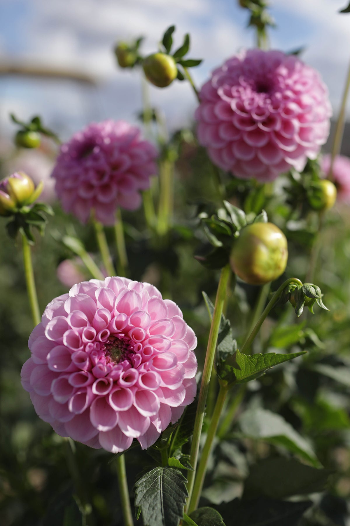 Dahlia Stolz Von Berlin Whistling Prairie Flowers Canada Dahlia Tubers