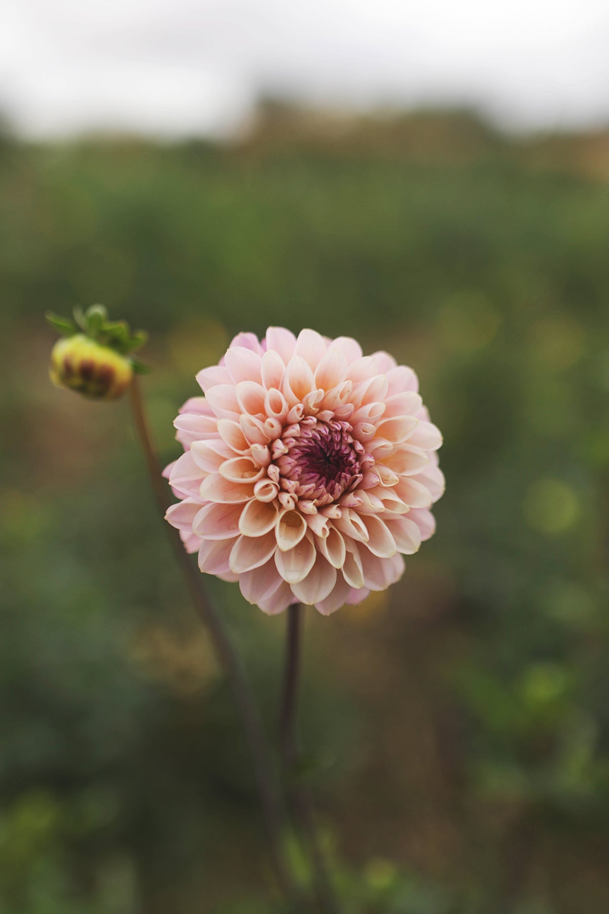 Dahlia Wine Eyed Jill