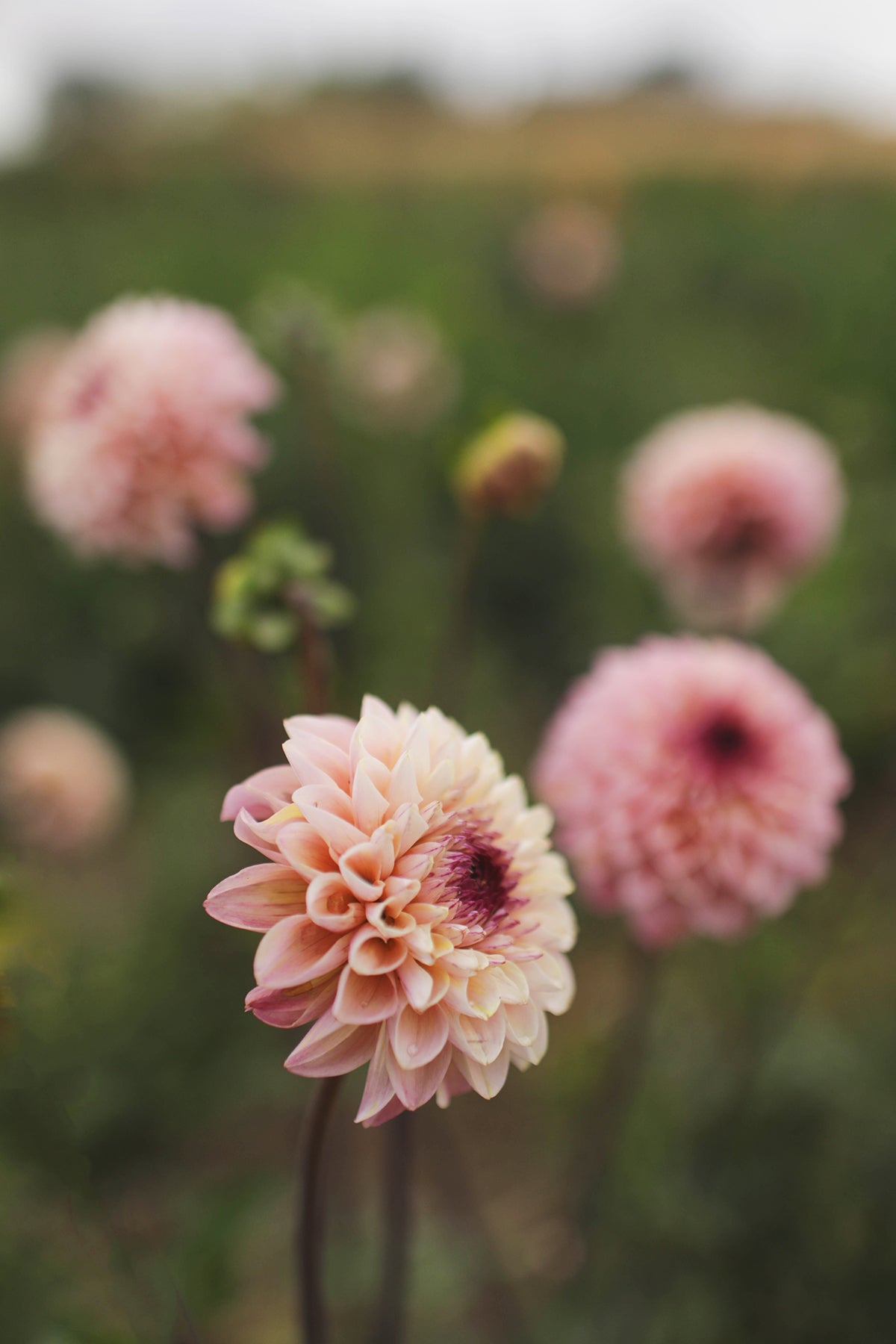 Dahlia Wine Eyed Jill