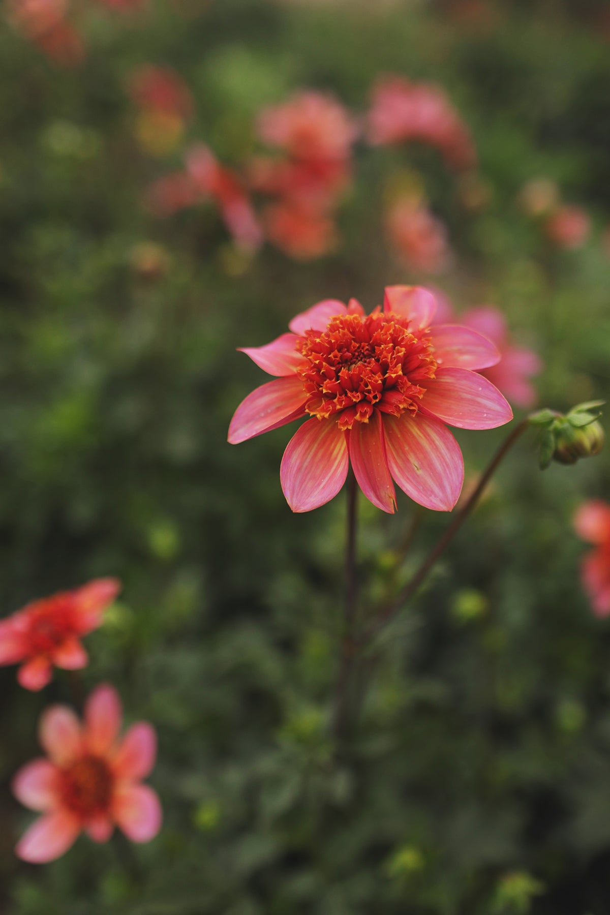 Dahlia Totally Tangerine Whistling Prairie Flowers Canada Dahlia Tubers