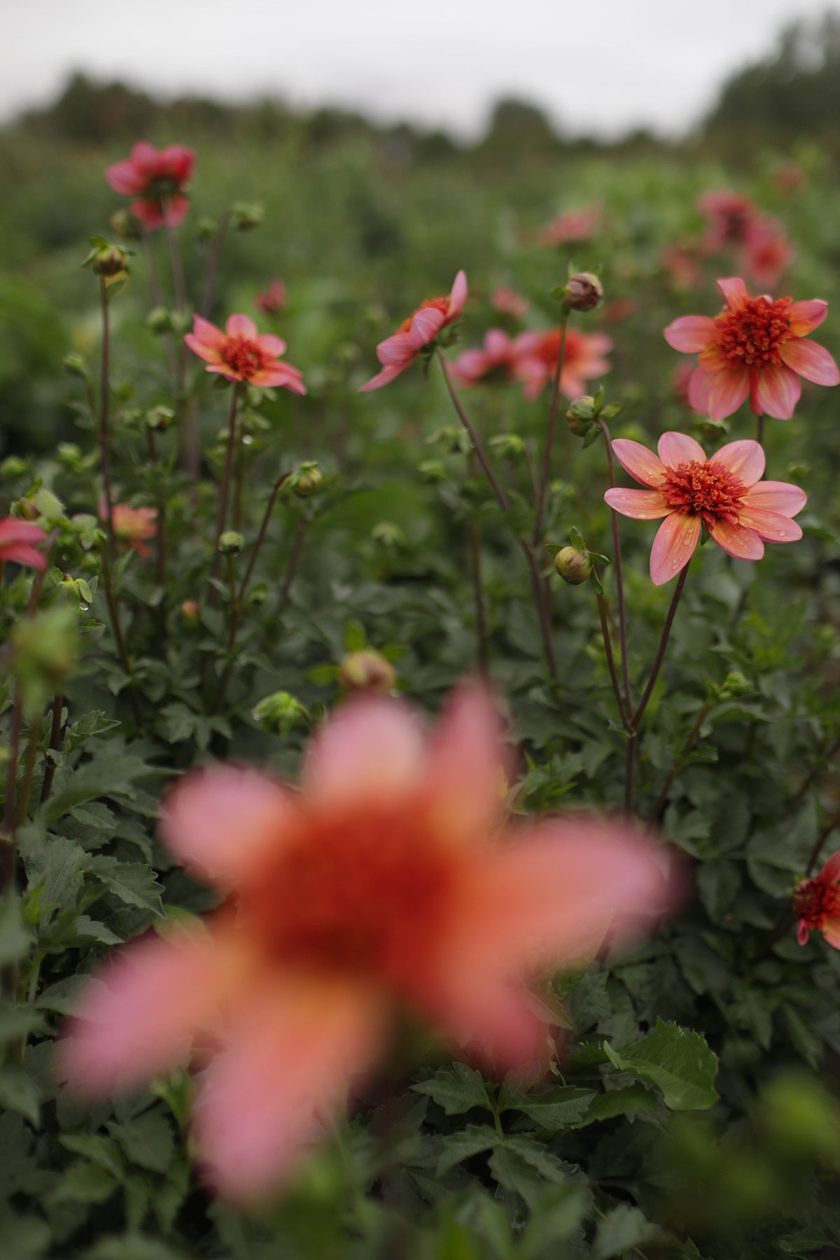Dahlia Totally Tangerine Whistling Prairie Flowers Canada Dahlia Tubers