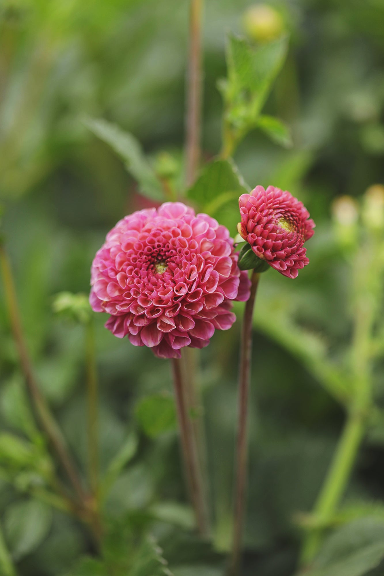 Dahlia Koko Puff Whistling Prairie Flowers Canada Dahlia Tubers