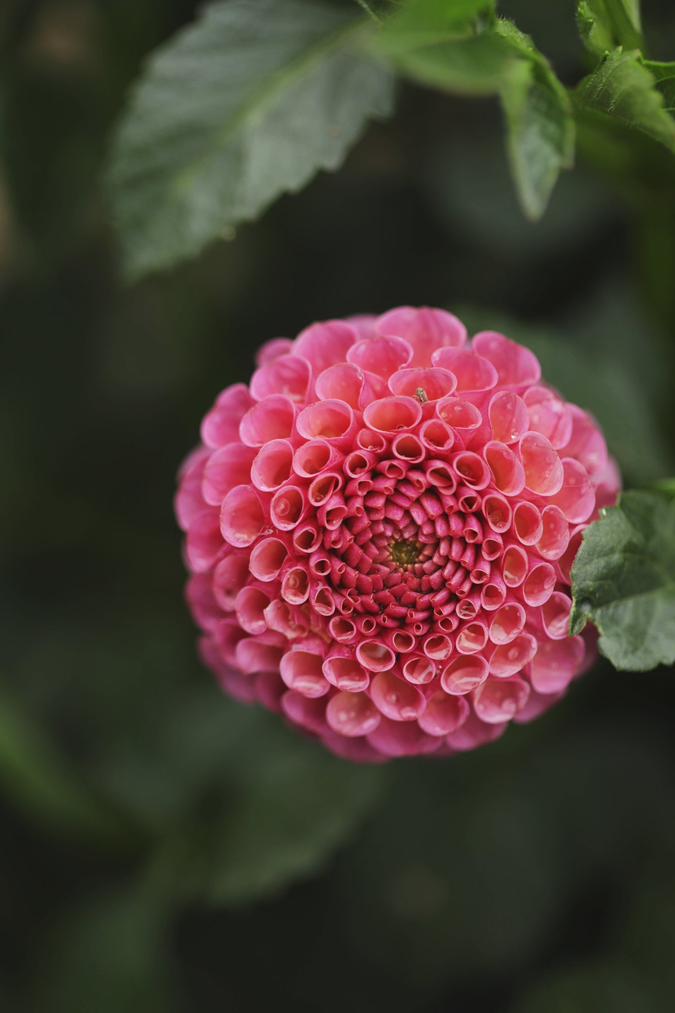 Dahlia Koko Puff Whistling Prairie Flowers Canada Dahlia Tubers