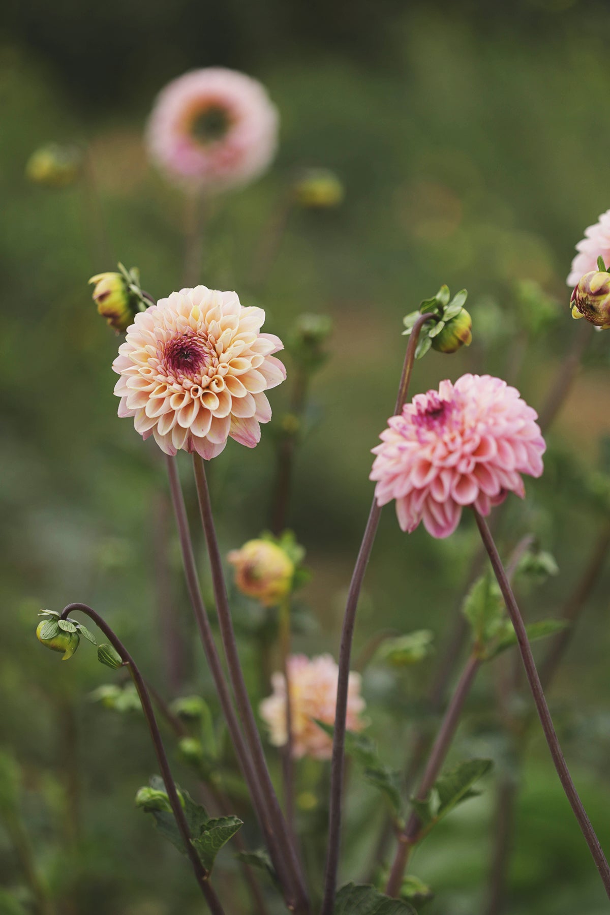 Dahlia Wine Eyed Jill