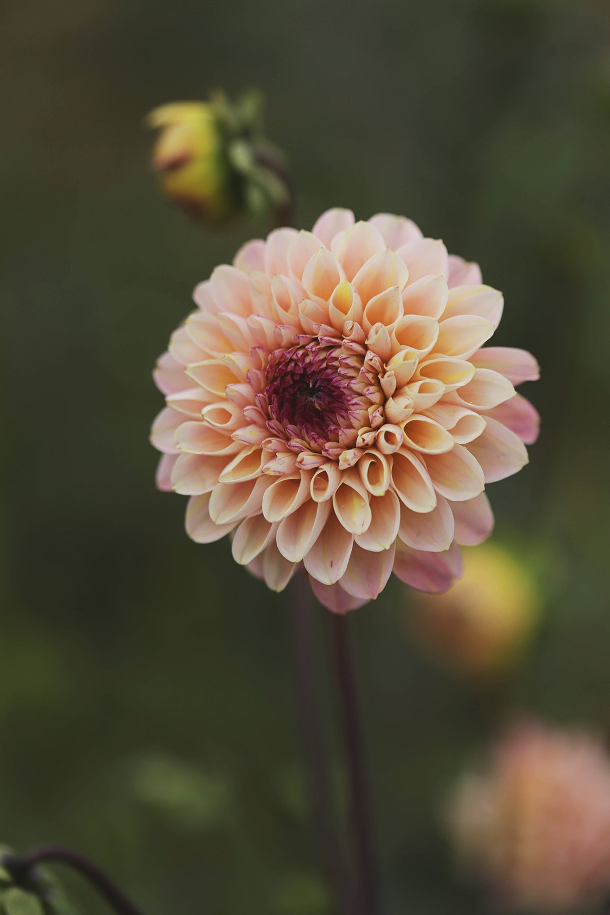 Dahlia Wine Eyed Jill