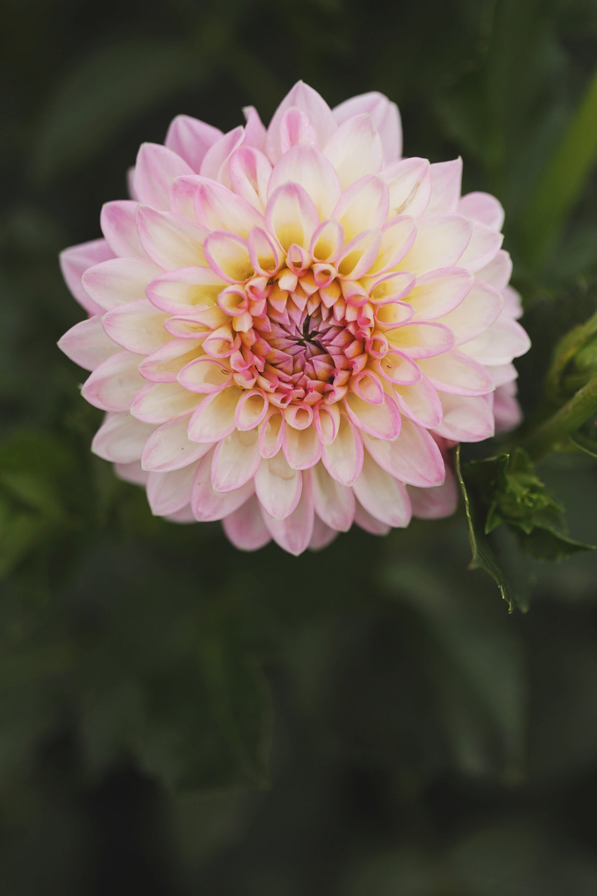 Dahlia Arbatax Whistling Prairie Flowers Canada