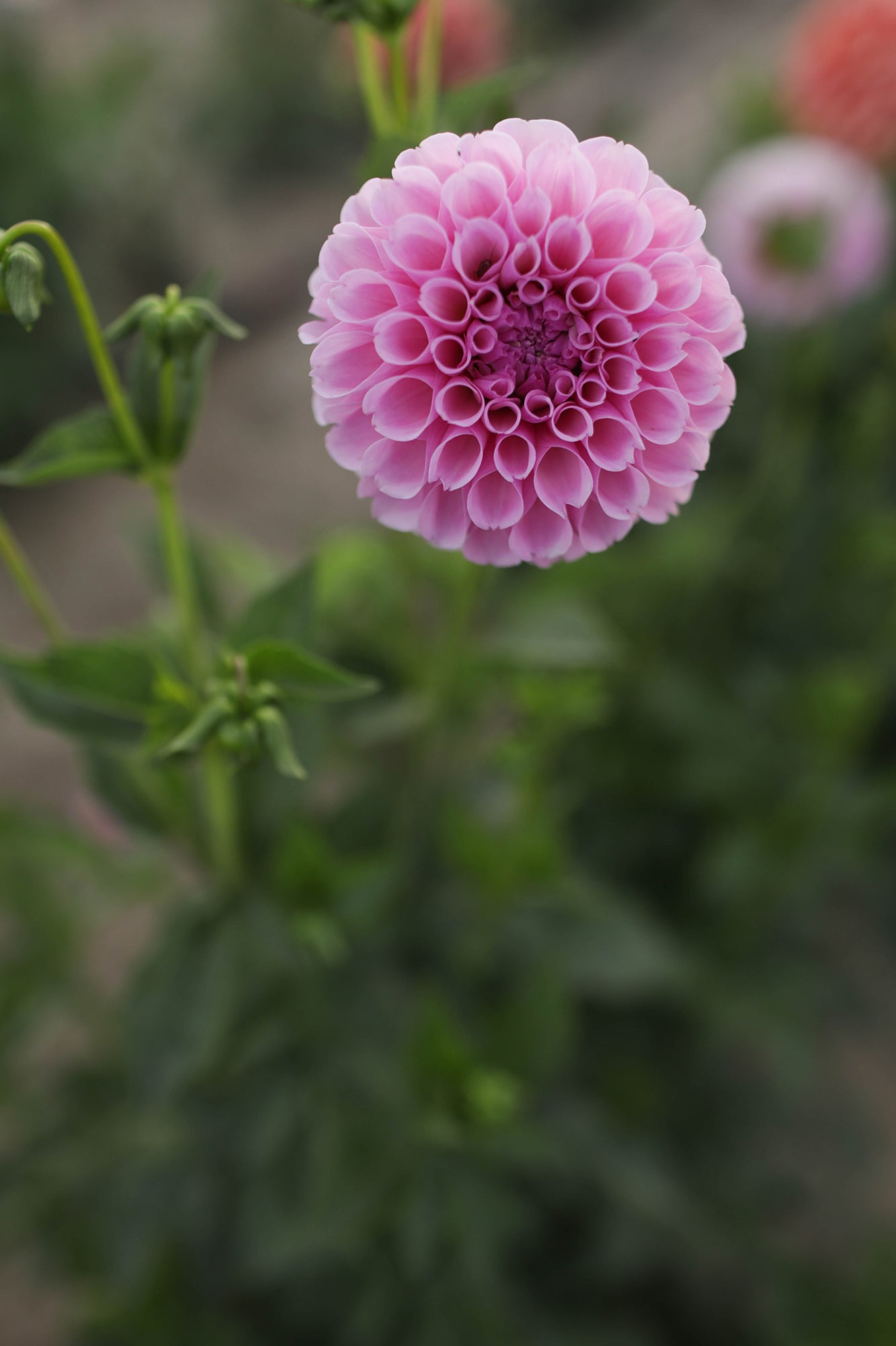 Dahlia Stolz Von Berlin Whistling Prairie Flowers Canada Dahlia Tubers