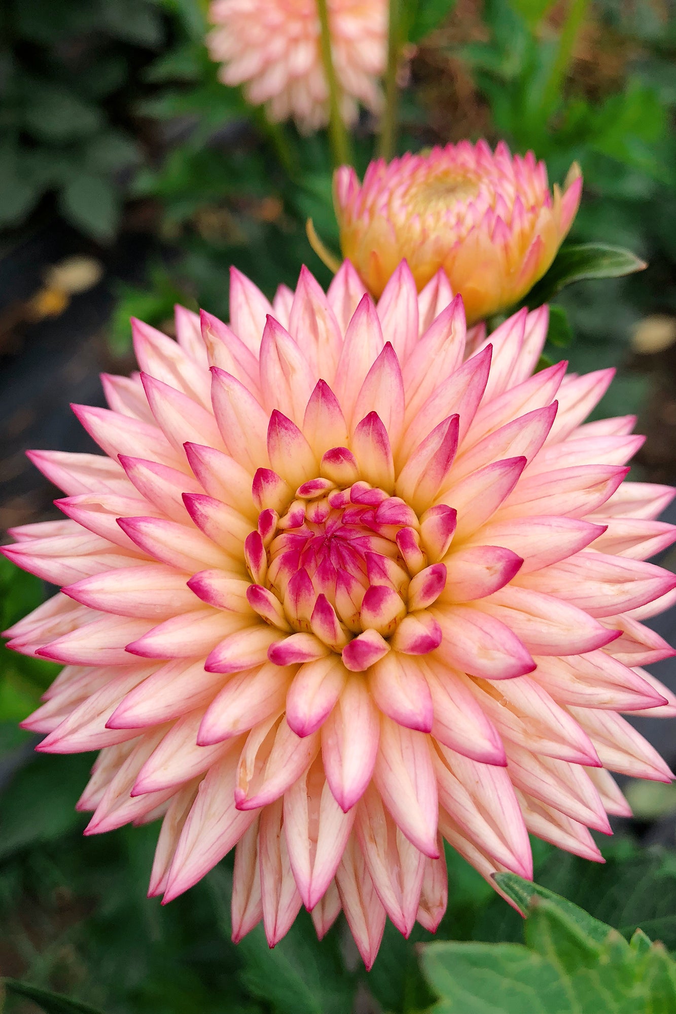 Dahlia Valley Porcupine Whistling Prairie Flowers Canada Dahlia Tubers