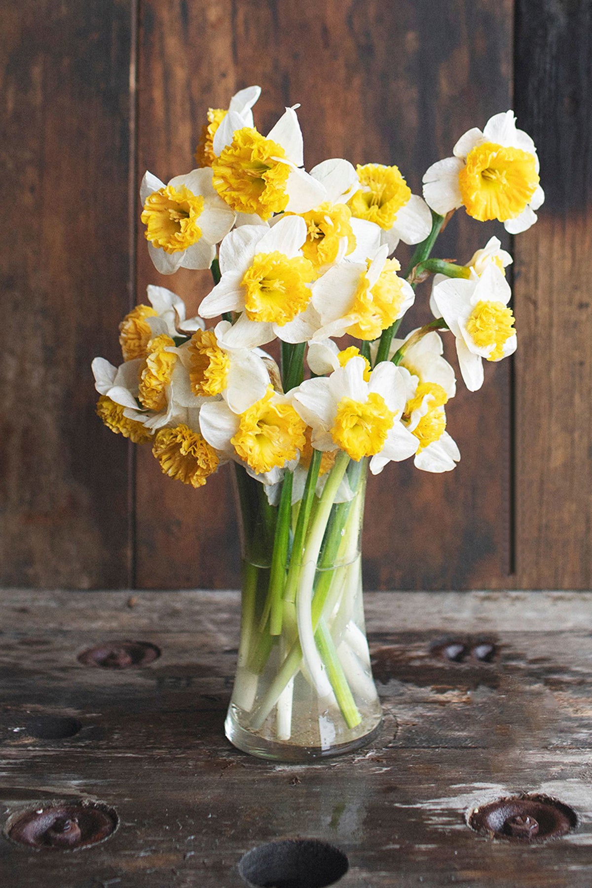 Narcissus Can Can Girl