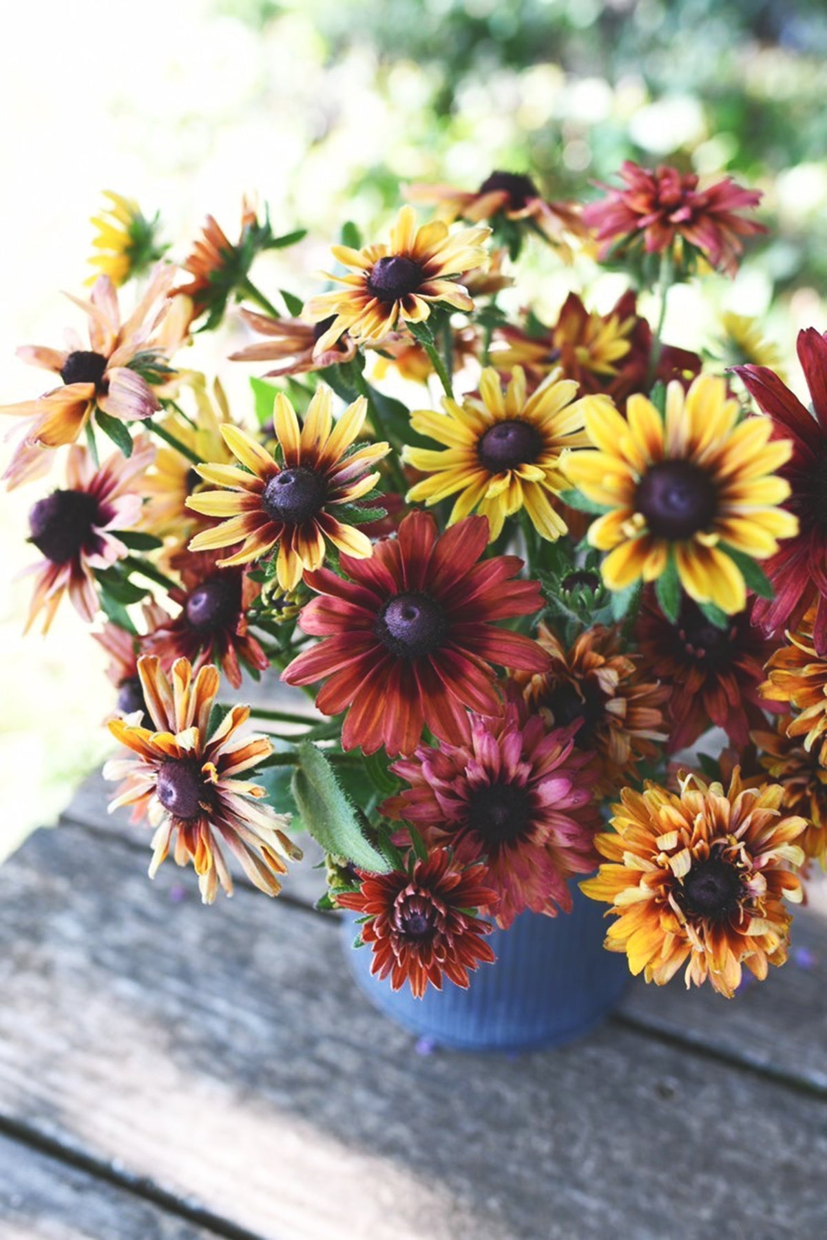 Black Eyed Susan Sahara