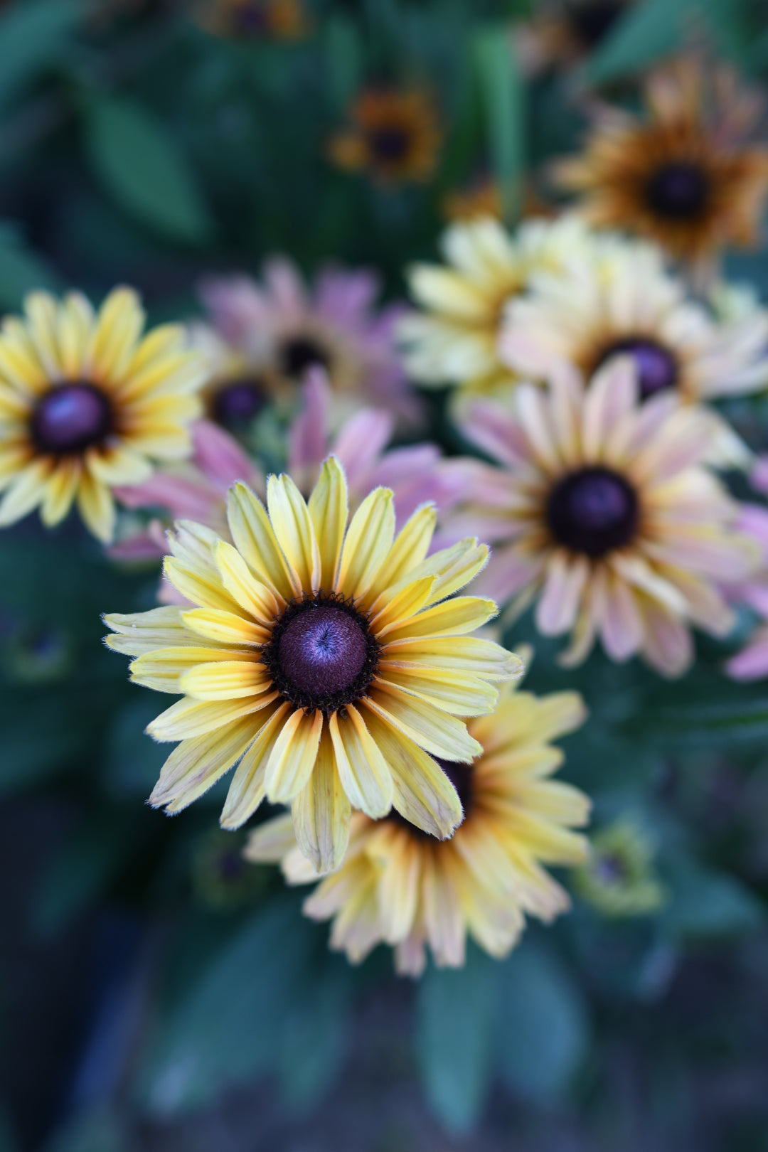 Black Eyed Susan Sahara