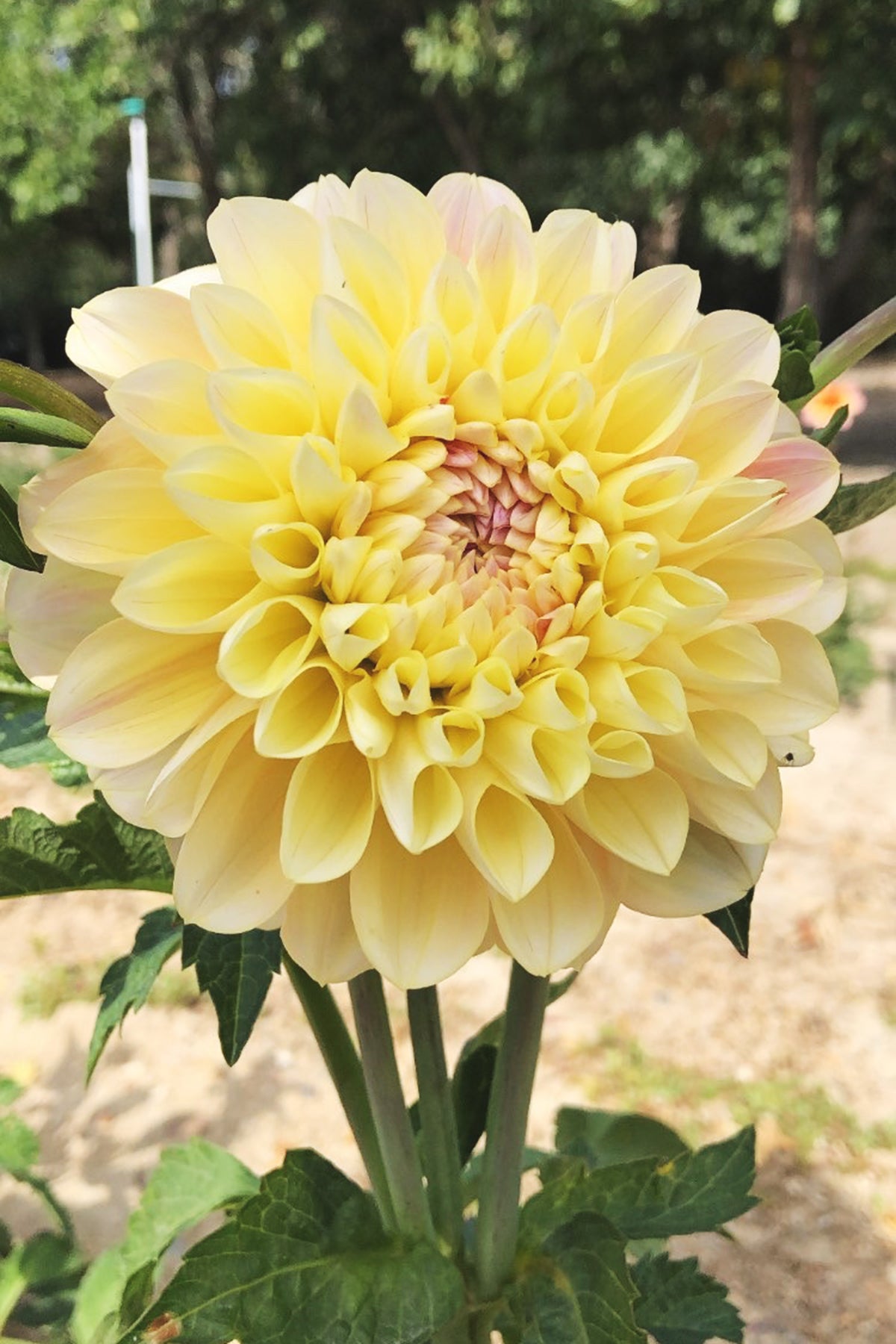 Dahlia Honeydew Whistling Prairie Flowers Canada Dahlia Tubers