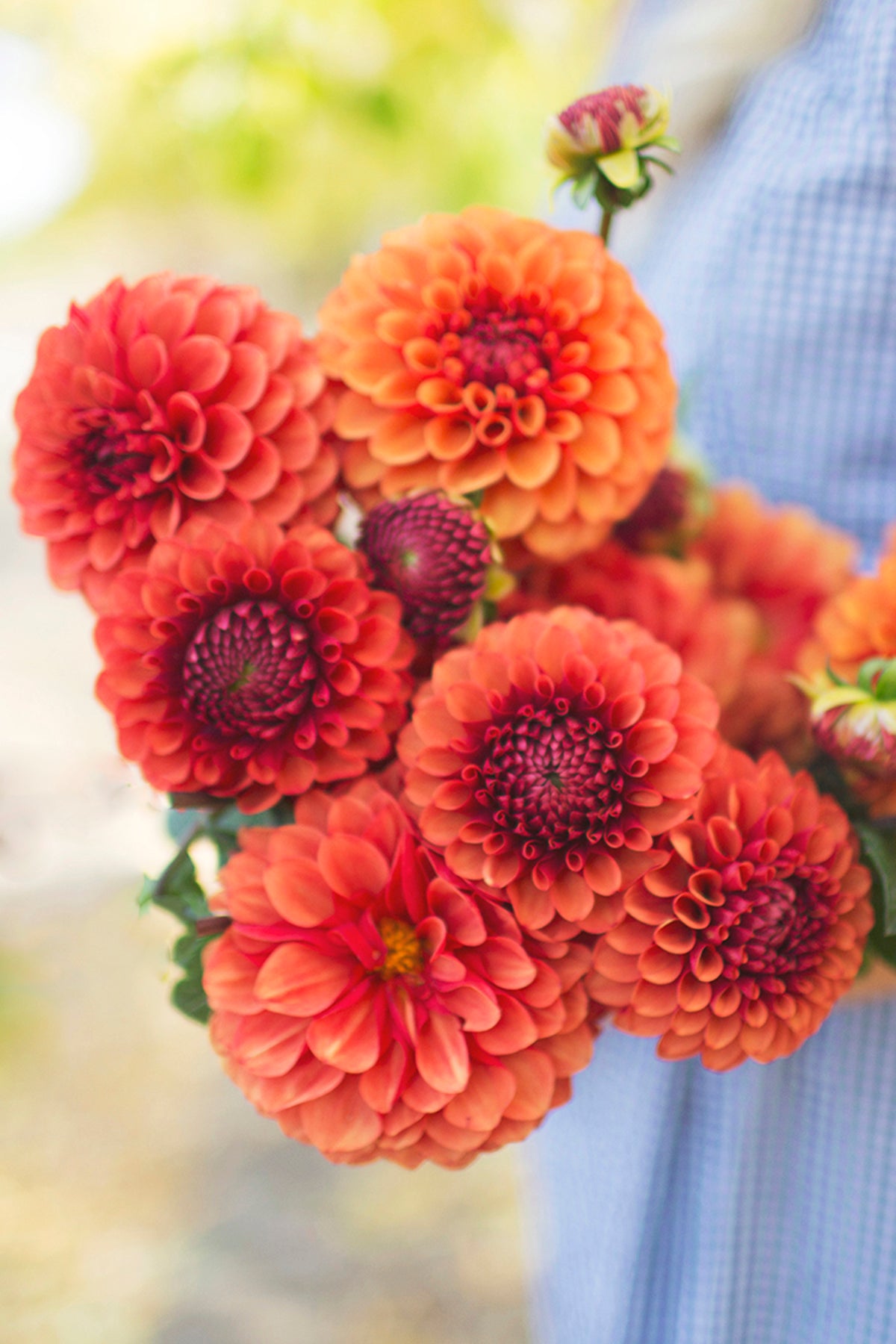 Dahlia Brown Sugar Whistling Prairie Flowers Canada Dahlia Tubers
