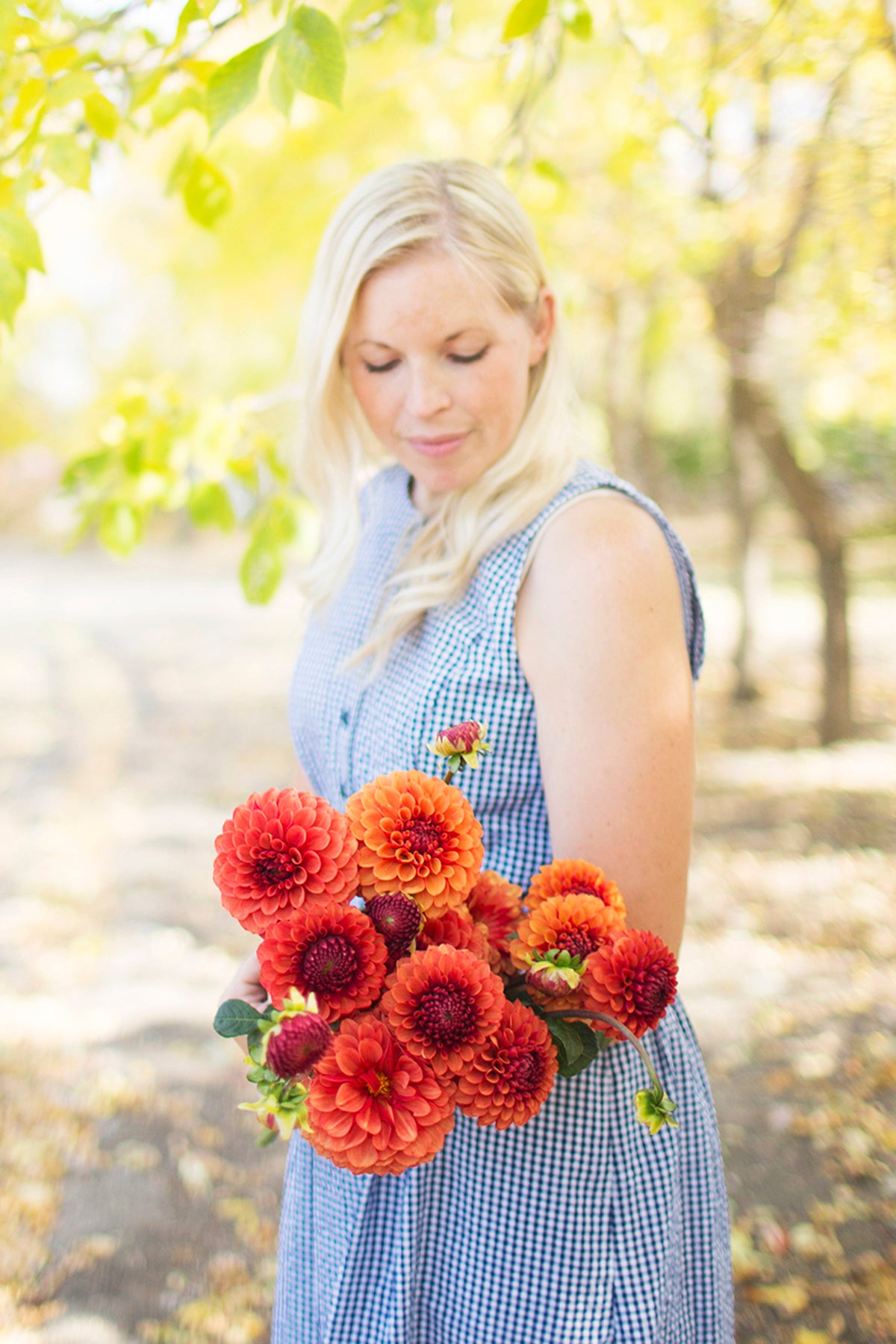 Dahlia Brown Sugar Whistling Prairie Flowers Canada Dahlia Tubers
