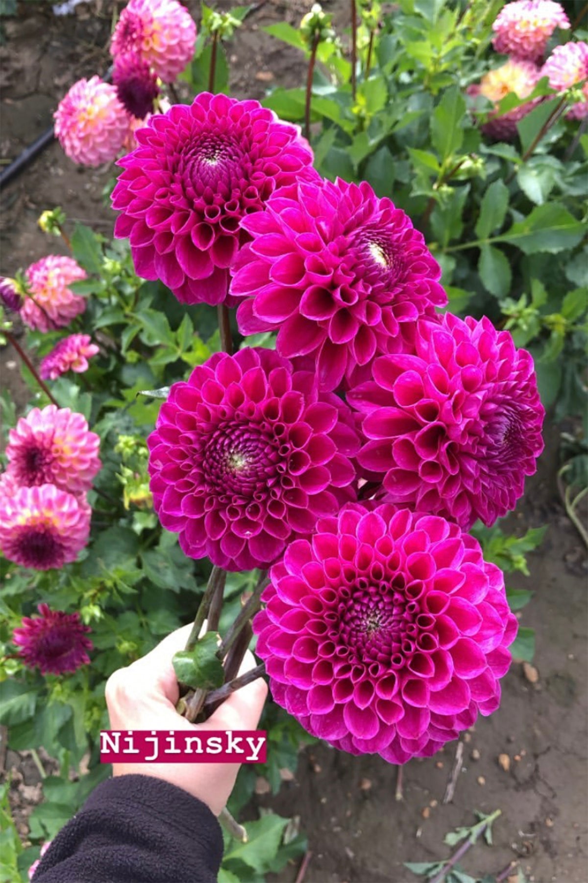 Dahlia Nijinsky Whistling Prairie Flowers Canada Dahlia Tubers
