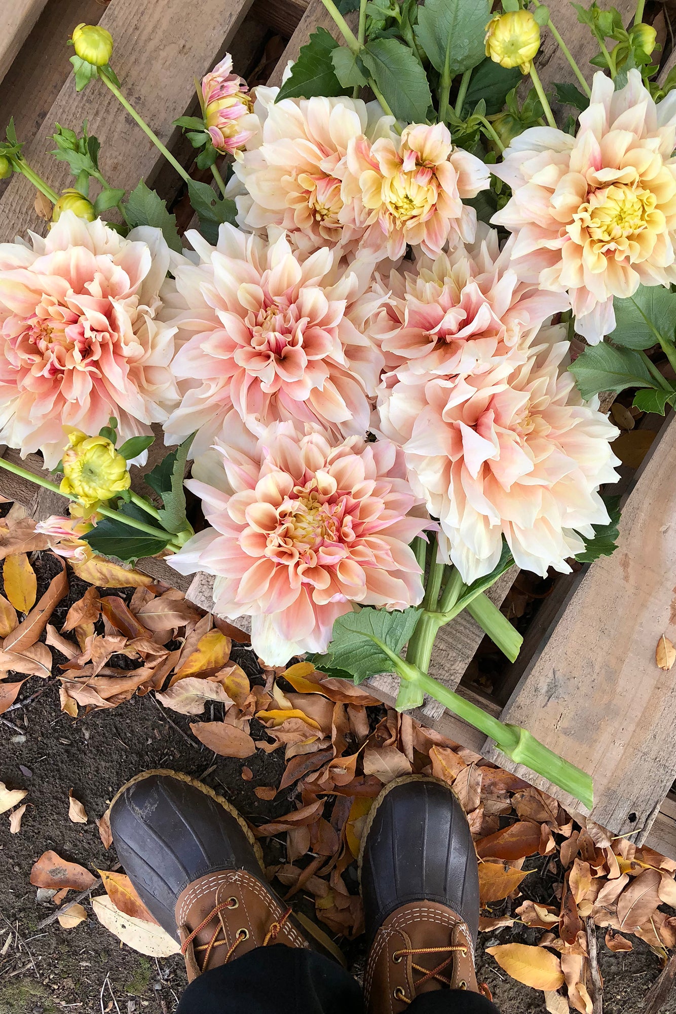 Dahlia Breakout Whistling Prairie Flowers Canada Dahlia Tubers